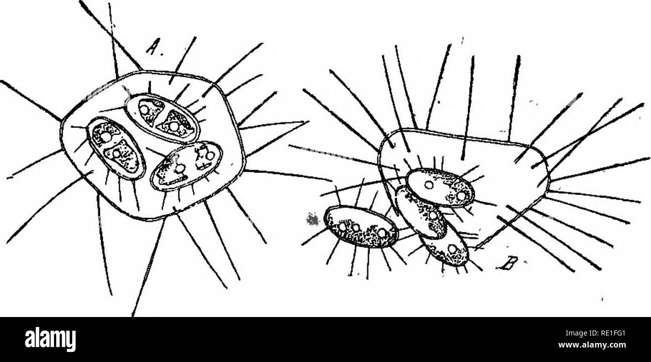 La biologie des plantes ... Plant ecology. HISTOIRE BIOLOGIQIJE d'uN TORRENT  lb5 viscosite de I'eau ou k augmenter son poids sp^cifique a pour effet de  diminuer la surface active de suspension