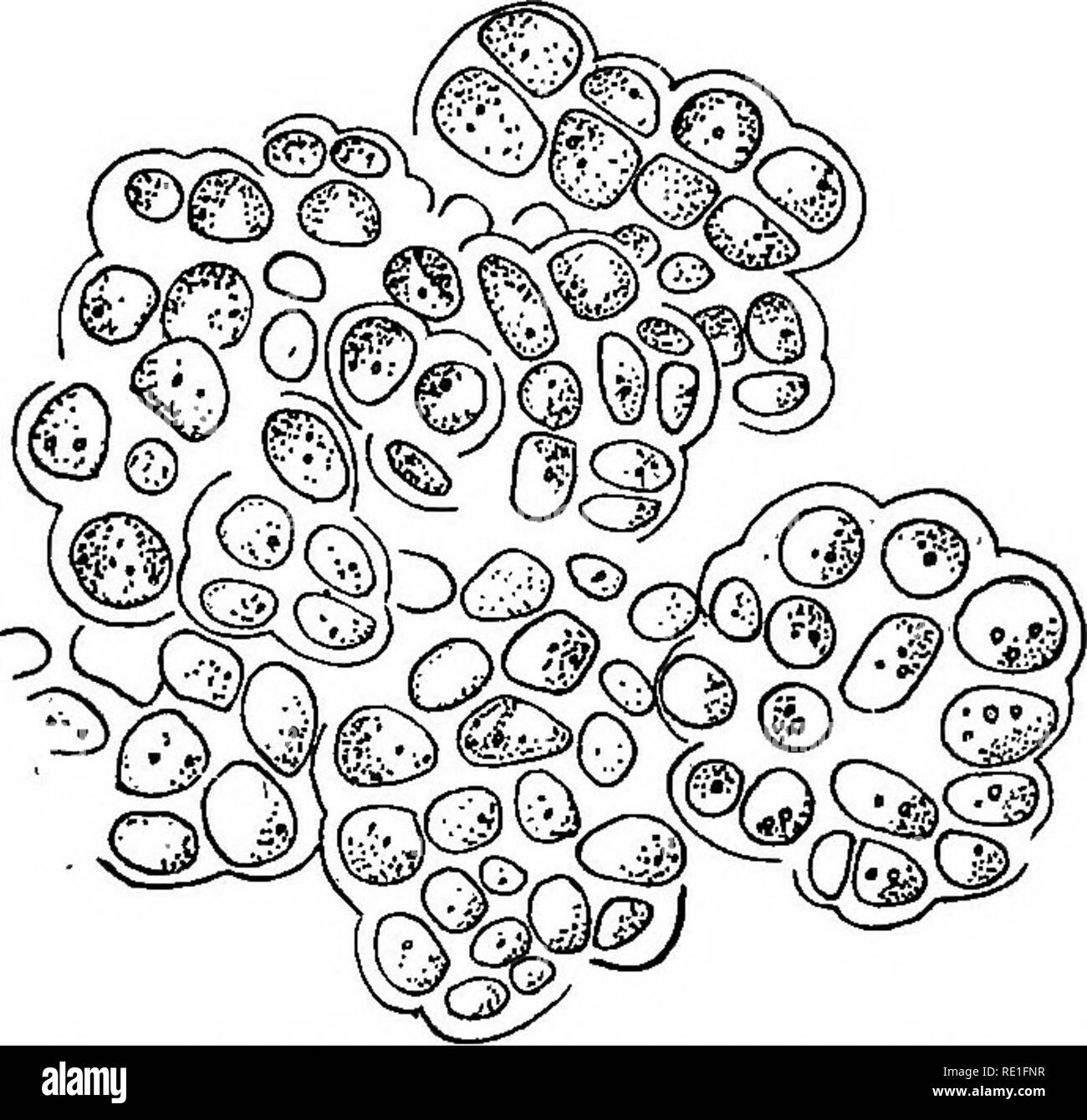 . La biologie des plantes ... Plant ecology. 66 BIOLOGIE DES PLANTES. Fig. 3i. — Gonidies appartenant au genre d'algue verte, Coccobotrys et associ^es k des lichens de rochers, les ^Verrucaria. Gross. 800 fois. Dess. de R. C. Nous Savons, en effet, que chaque lichen se compose de deux commensaux. Un lichen est toujours une association, une plante double, la reunion d'un champignon incolore, par consequent parasite, et d'une petite algue verte ou colo- ree de diverses mani^res (fy- jo). Tout champignon, quel qu'il soit, ^tant, en der- • kifere analysCj constitu^ par Tin lacis de filaments tr^s  Stock Photo