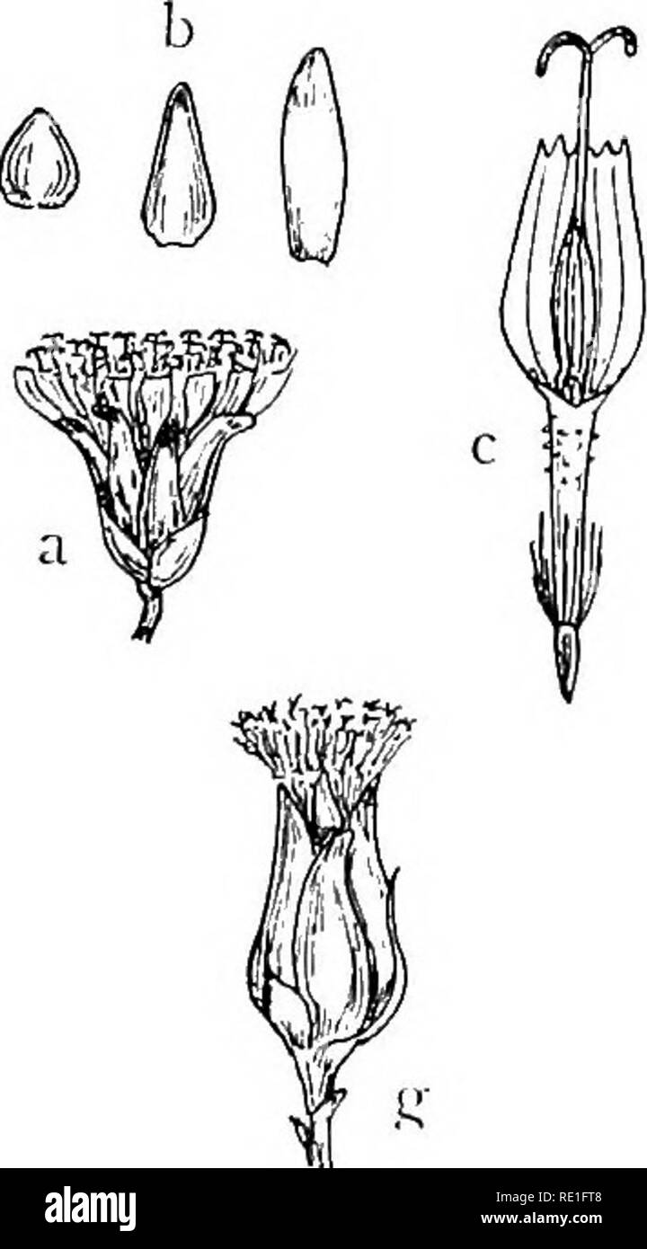 . The phanerogams of the Juan Fernandez Islands. Botany. 208 CARL SKOTTSBERG 142. D. gigantea Joh., Estud. 69; Skottsberg, Stud. 6. — Fig. 39 g— k. Masafuera: On the walls of the canyons and on the slopes of the val- leys, in the forest region, not uncommon. Q. Sanchez, 800—880 m, scattered; Las Chozas, in the forest near the abandoned village, 650 m (no. 549); Q. del Mono, c. 600 m; Q. de las Casas, on the canyon walls, generally out of reach (Johow; Skottsberg 1908); Q. del Blindado, 370-460 m, on steep slopes with Myrceugenia (fl. 19/2 17, no. 436); Q. Inocentes, c. 500 m; Q. del Vara- dero Stock Photo