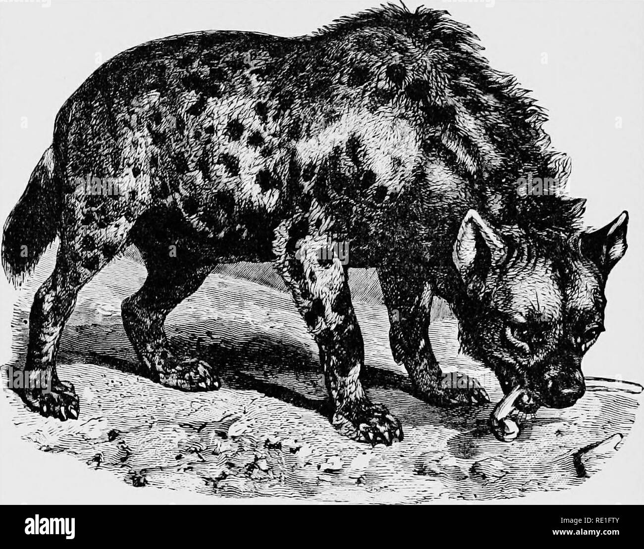 The world of animal life. Zoology. 66 THE WORLD OF ANIMAL LIFE Owing to the cowardice of the hysna, the Arabs entertain a great contempt for the animal, and think that The world of animal life. Zoology. 66 THE WORLD OF ANIMAL LIFE Owing to the cowardice of the hysna, the Arabs entertain a great contempt for the animal, and think that