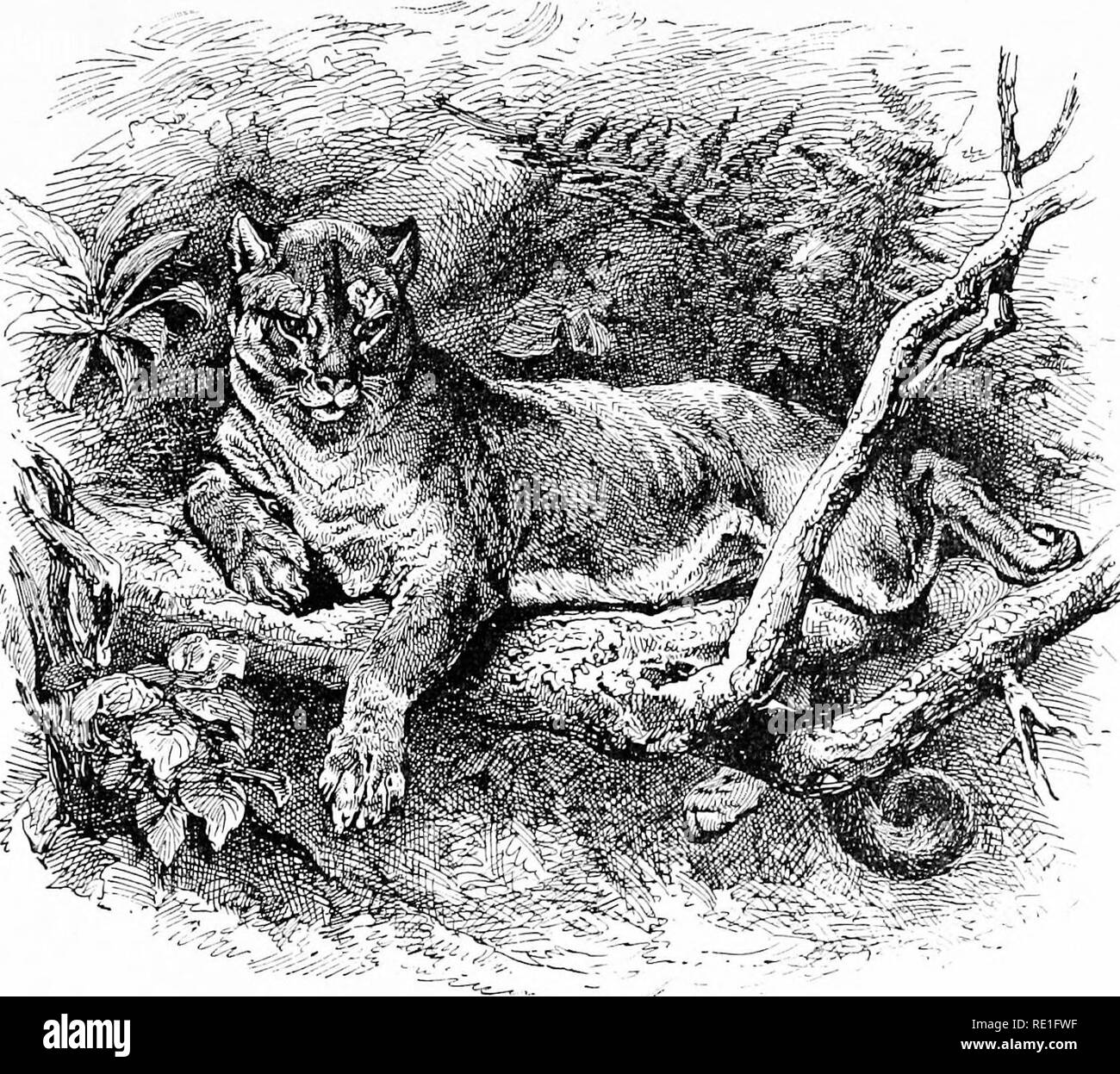 The World Of Animal Life Zoology The Puma 63 District They Are At Enmity The Puma Being The Persistent Persecutor Of The Jaguar Following And Harassing It As A Tyrant Bird Harasses