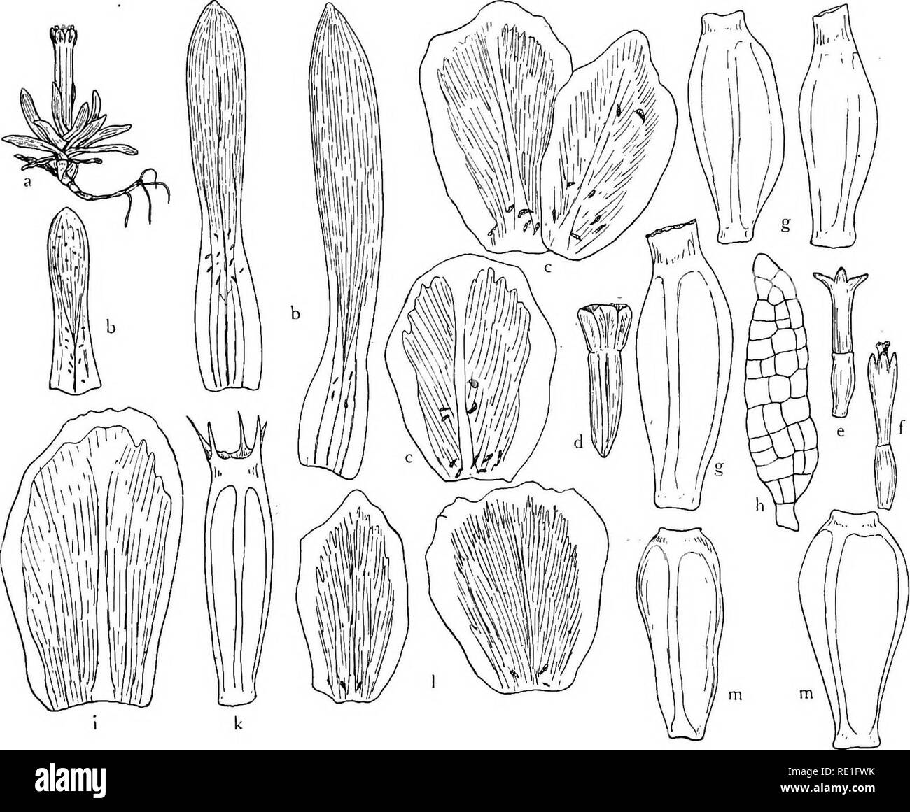 . The phanerogams of the Juan Fernandez Islands. Botany. THE PHANEROGAMS OF THE JUAN FERNANDEZ ISLANDS 189 10—15 mm longus et 1,5—2,5 mm crassus, basi semper tenuis, leviter angulatus, monocephalus. Capitulum circ. 3 mm diam. Involucrum 6—8-phyllum squamis ovatis—latissime obovatis, obtusis, ± truncatis, viridibus apice ± roseo, margine hyalinis, uninerviis, basi praesertim glandulis (supra depictis) munitis, 2—2,2 mm longis. Flores obscure rubri, pauci—sat numerosi (ad 16 visi), circ. 3 mm longi: ^ perpauci, $! magis numerosi, omnes fertiles, stylus floris g distincte bifido fere ut in $. Cal Stock Photo