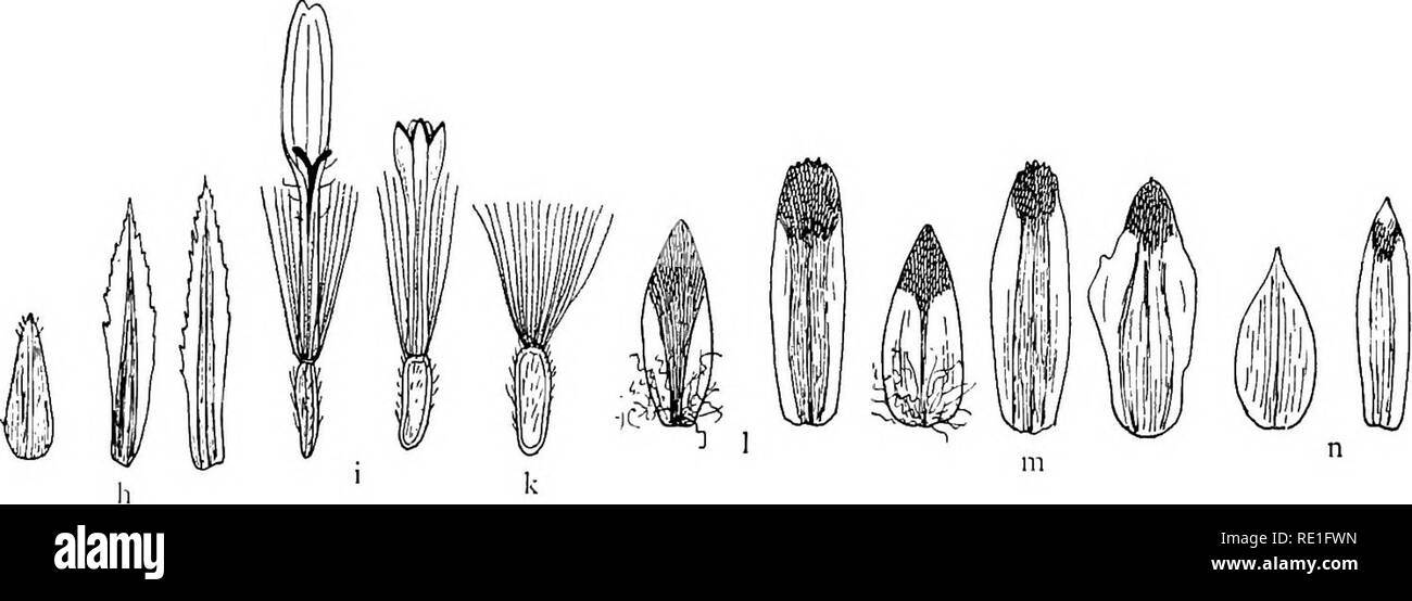 . The phanerogams of the Juan Fernandez Islands. Botany. Fig. 31. a —f Erigeron turricola: a outer and inner scales, b bilabiate and c normal ray floret, all from f. glabrior; d scales from hairy specim., e disc floret, f achene, g top of style, h—k E. rupicola: h one outer and two inner scales, i ray and disc floret, k achene. 1—m Gnaphalium spiciforme, outer and inner scales, 1 of Lechler no. 1250 ex p., m from Masafuera. n G. sfti- catum no. 118, scales. — g X 50, all others X 6. 1,5—2 mm longa et 0,8 mm lata, pappo ad 2,5 mm longo. Adsunt interdum flores ? bilabiati (fig. 31 b). Masafuera: Stock Photo