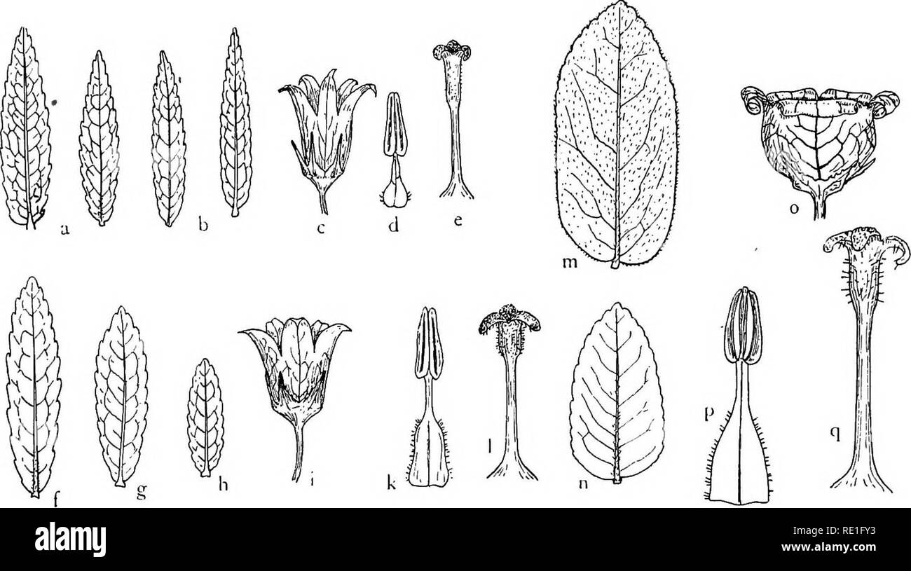 . The phanerogams of the Juan Fernandez Islands. Botany. THE PHANEROGAMS OF THE JUAN FERNANDEZ ISLANDS 177 latis. Stamina 3,2—3,5 mm longa, filamentis triangulato-linearibus ad 1,5 mm longis, basi setis nonnullis instructis, antheris ad 1,8 mm. Stylus 4 mm longus, sub apice incrassatus et parce pilosus. Area of distribution: Endemic in Masatierra. 112. W. fernandeziana (A. DC. ex p.) Skottsb. — Johow, Estud. 75.— Plate 20, fig. 9; text fig. 26 i—1. Masatierra: Mrs. Graham! Bertero no. 1443 ex p.! Gay! Skotts- BERG 1908 no. 417! — On the higher ridges in the centre of the island, or in open sta Stock Photo