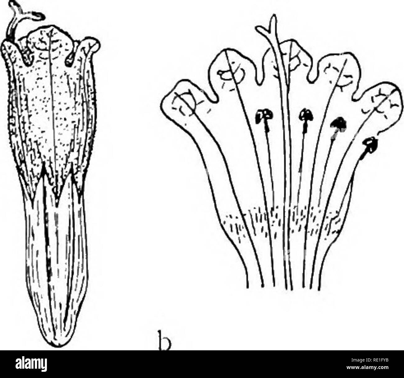 . The phanerogams of the Juan Fernandez Islands. Botany. Fig. 22. Cuminia fernandezia: a male or bisexual, b female flower, with limbs slit open to show stamens and staminodes. X 4- Piedra Agujereada and Q. Laura (f. magis pilosa); in the higher parts of El Rabanal (also quoted by Johow; fl. 28/3 17, no. 576, f. magis pilosa); slopes of Co Damajuana, 350—530 m; V. Colonial, C. Central (fl. 18/i 17, no. 307); Portezuelo de Villagra (also observed by Johow), 540—590 m, scarce (beg. fl. 25/i2 16, no. 192, fr. 81J3 17, no. 192 b); Q. del Monte Maderugo, rocky ridge, 390—500 m; C. Salsipuedes (also Stock Photo