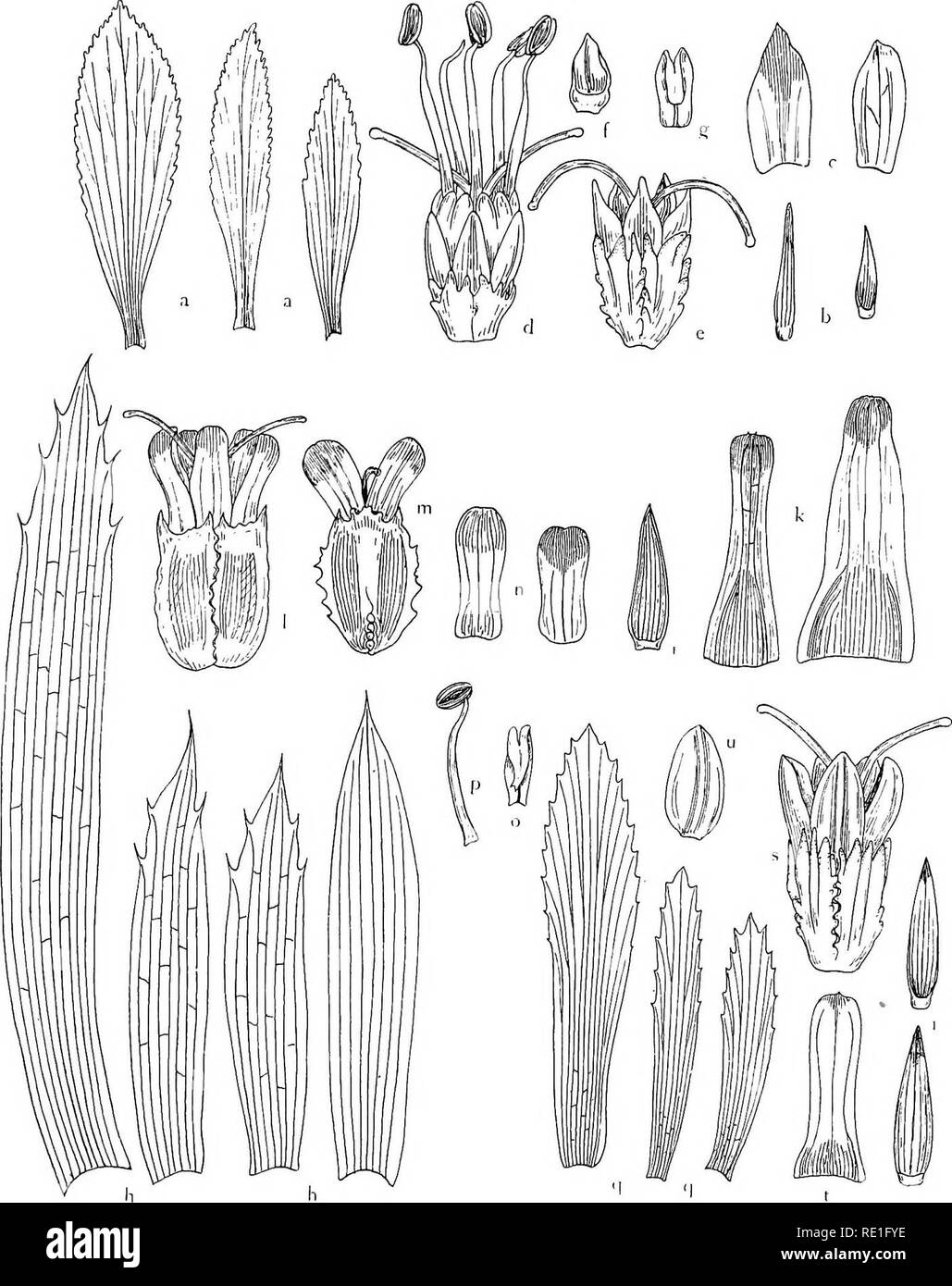 . The phanerogams of the Juan Fernandez Islands. Botany. THE PHANEROGAMS OF THE JUAN FERNANDEZ ISLANDS J59. Fig.- 21. a—g Eryngium bupleuroides: a leaves,  nat. size; b involucral leaves, outside and inside, nat. size; c bracts, outside and inside; d flower; e id. in fruit; f sepal (inside); g petal; c—g X 5- h —p E. inaccessum: h leaves,  nat. size; i involucral leaf (inside), nat. size; k bracts, inside and outside; 1 fruit, m raericarp from the back, n sepals, o petal, p stamen; k—p X 5. q—u E. fernandesianum: q leaves,  nat. size; r involucral leaves, inside and outside, nat size; s flo Stock Photo