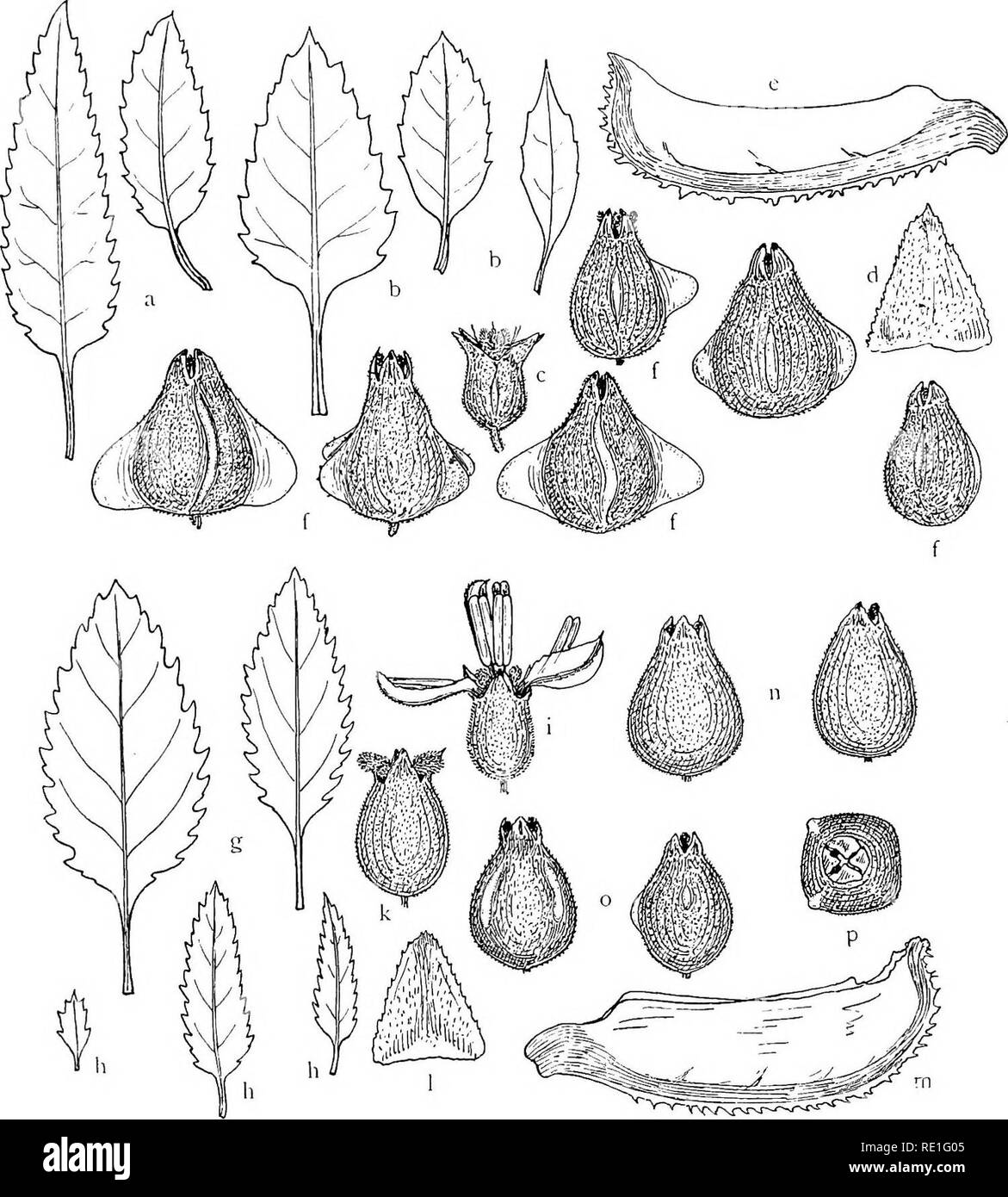 . The phanerogams of the Juan Fernandez Islands. Botany. 154 CARL SKOTTSBERG Masafuera: Skoti'SBERG 1908, ster. — Q. de las Casas, quite common (fl.-fr. n/2 17, no. 457 — f. fructibus alatis); Q. de las Vacas (fl.-fr. I0/2 17. no. 442 — f. non alata); Q. del Blindado, in the forest c. 440 m; Q. del Vara- dero; on the precipice above Buque Varado, c. 1200 m.. Fig. 18. Halorrhagis asperrima; a—f from no. 457: a two lower and b three upper leaves, nat. size; c flower (petals and anthers removed), X 6,6; d sepal and e petal, X 20; f fruits, X 6,6. g—p from no. 442: g two lower, h three upper leave Stock Photo