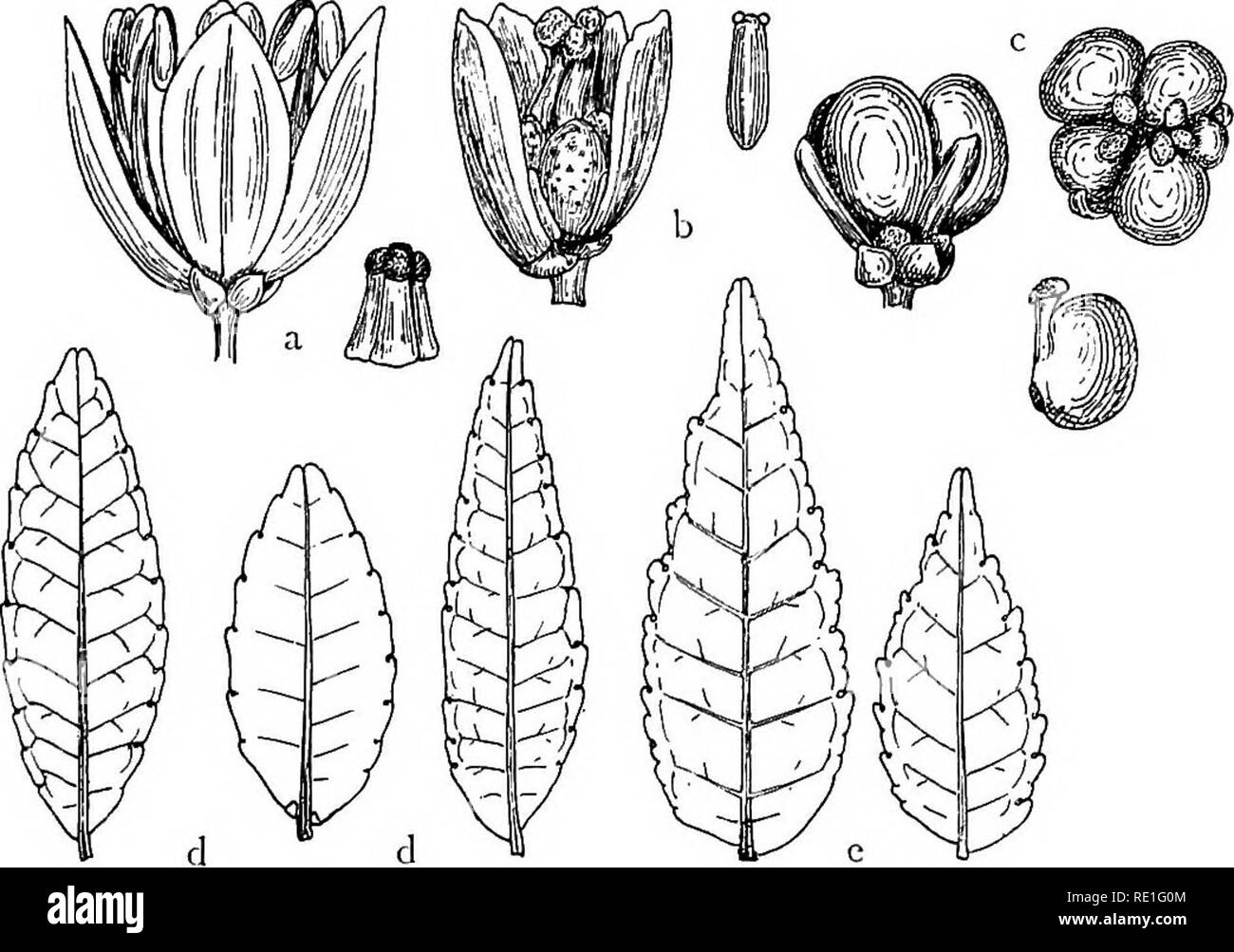 . The phanerogams of the Juan Fernandez Islands. Botany. THE PHANEROGAMS OF THE JUAN FERNANDEZ ISLANDS '43 Rutaceae. Fagara L. 70. F. mayu (Bert., Hook, et Arn.) Engler. — Johow, Estud. 105. — Fig. 14 a—d. Masatierra: The largest forest tree and one of the commonest, ranging from Pto Frances to Q. Juanango and Co Chumacera and from about 200 m (or less) to more than 600 m (unr. fr. Dec. 1916, no. 194'; buds 11U 17, no. 617; male fl. 18/8 17, no. 617 b, leg. K. Backstrom).. Fig. 14. a—d Fagara mayu: a &lt;f flower with gynaeceum, b flower (one petal removed) with staminode, c 9 in fruit, latera Stock Photo