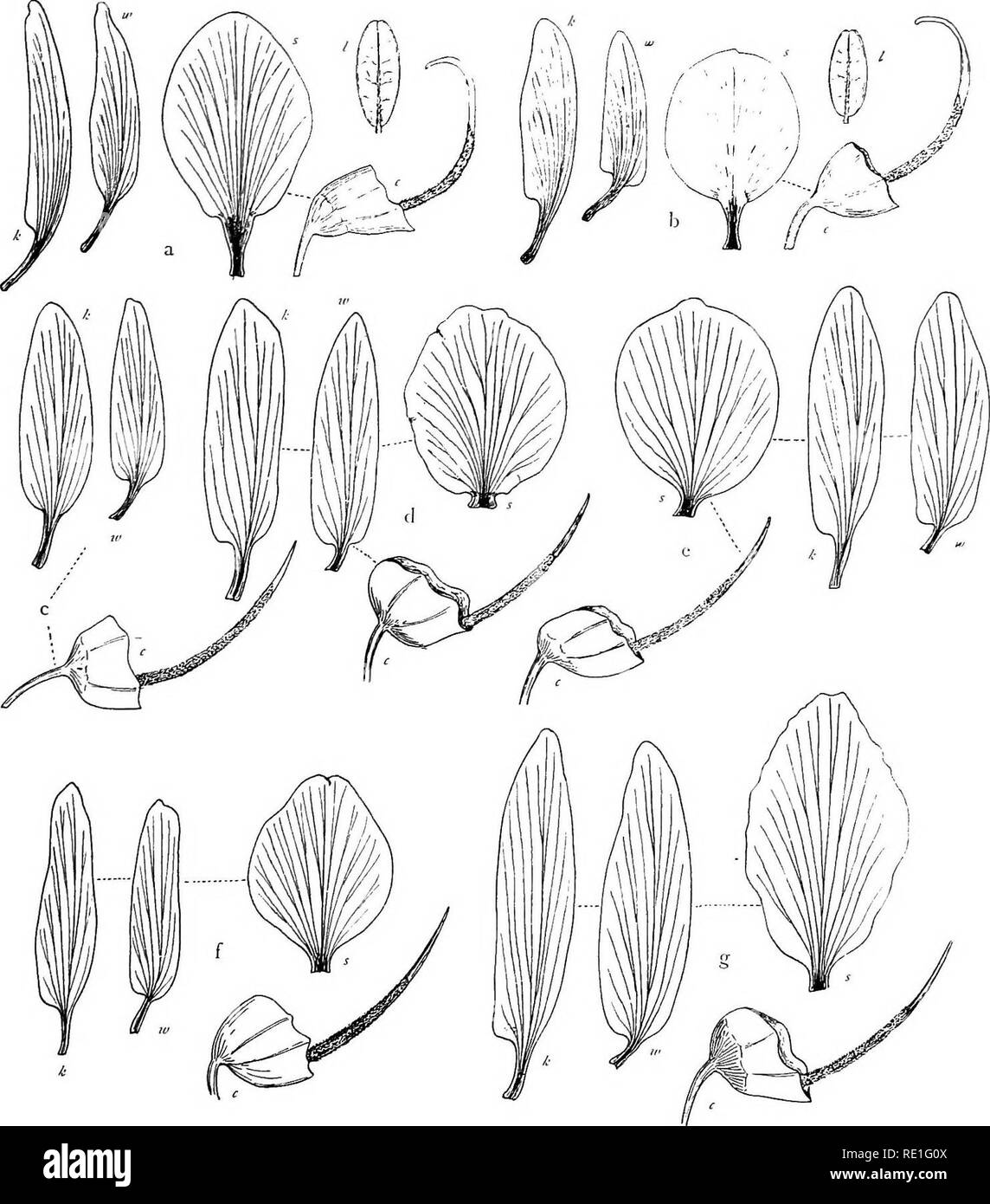 . The phanerogams of the Juan Fernandez Islands. Botany. THE PHANEROGAMS OF THE JUAN FERNANDEZ ISLANDS 141. Fig. 12. Analysis of Sophora flowers: a S. fernandeziana orig. Germain; b S. Reedeana orig. Reed; c S. masafuerana leg. Johow (standard missing); d S. vtetrafitera* from Chiloe leg. Skottsberg; e S. umacnabtana* from Valdivia, leg. Philippi; f 5. microphylla and g 5. grandi- flora from New Zealand. All nat. size. — k keel, w wing, s standard, c calyx, /leaflet, lower side. foliorum tenui; foliola minora, pro longitudine latiora, glabriuscula. Folia 4—7 cm longa; foliola 6—8(—io)-paria, s Stock Photo