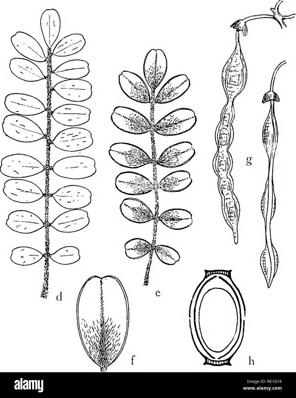. The phanerogams of the Juan Fernandez Islands. Botany. Fig. 11. aâc Sophora fernandeziana: a leaf of no. 63, lower side, b of no. 214 (f. gracilior), nat. size; c mature pod of no. 599, Â£ nat. size, dâg .!&gt;'. masafuerana:â d upper, e lower side of leaf, nat. size, f lower side of leaflet, X 2; g mature pods,| nat. size, h dehiscence of Sophora pod, schematic cross section. We cannot, I think, simply use the name 5. tetraptera for the Chilean plant. Philippi called it Edw. macnabiana Grah. Edinb. New Phil. Journ. 26 (1839) 196 (figured in Bot. Magaz. 66, pi. 3735). Graham's description wa Stock Photo