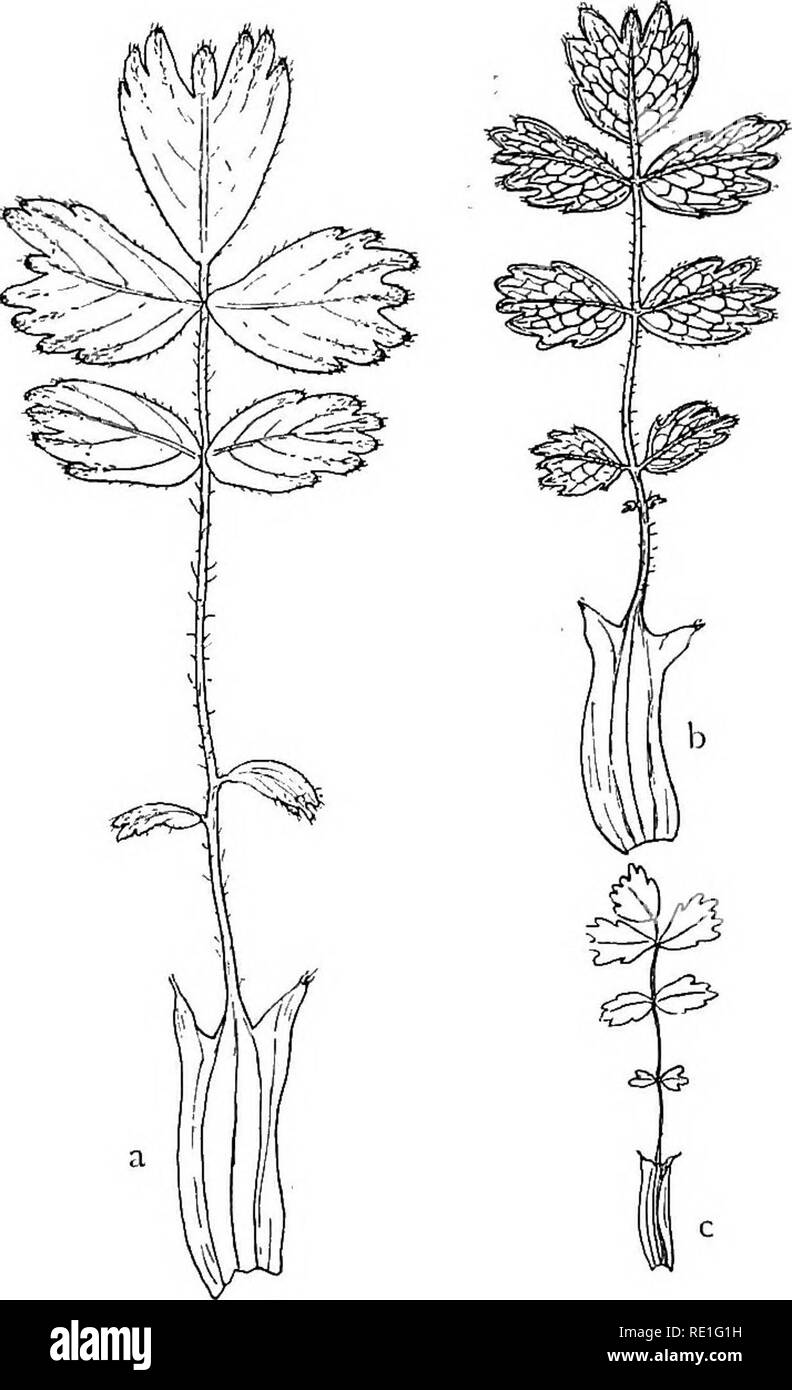 . The phanerogams of the Juan Fernandez Islands. Botany. THE PHANEROGAMS OF .THE JUAN FERNANDEZ ISLANDS !3* usque ad 10:3 mm, utrinque glabrae (etiam in margine); stipulae frondosae, lanceolatae, acutae, simplices vel vise dentatae, rarius manifeste i-dentatae, cr. i—2:0,5 — 1 mm, glabrae vel prope apicem pilis parvis tenuibus marginalibus nonnullis instructae; petiolus plerumque brevissimus, cr. 2—3 mm'; rarius ad 8 mm longus, glaber; costa mediana subtus glabra vel parce pilosa; lamina 6—24 :4—12 mm, plerumque 7 (rarius 9)-foliolata; foliola obovata, obtusa (inferiora non- numquam acutiuscul Stock Photo