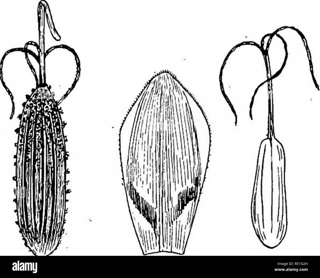. The phanerogams of the Juan Fernandez Islands. Botany. Fig. 3. a Heleocharis *fusco$urpurea, bract, x 6, flower and fruit, X 12. b Uncinia costata, utricle, bract and pistil, X 6. *23. U. costata Kiikenth. Cyp. nov. V. 433. — Fig. 3 b. Masafuera: Q. Loberia, stony ground in forest, 280 m, with the preceding. A very distinct species, well separated from U. Douglasii, to which it is related. Area of distribution: Endemic in Masafuera. (fr. *24. U. phleoides Pers. Masafuera: in the fern beds at the Correspondencia Camp, 1130 m, rare z5/2, 5/3 17, no. 370). — New for Juan Fernandez. Dr. KtJKENTH Stock Photo