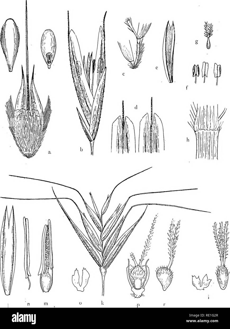 . The phanerogams of the Juan Fernandez Islands. Botany. THE PHANEROGAMS OF THE JUAN FERNANDEZ ISLANDS 103. Fig. 2. a Danthonia collina, flowering glume with palea and caryopsis, X 5. b—h Koeleria micrathera:' b spikelet, c rhachis with rudimentary flower, d tips of two flowering glumes, e palea, f anthers, g pistil, all X 10, h ligule, X nf i Bromus fernandezianus, pistil and lodicules, X 10. k—r B. masafueranus: k spikelet, X j{,1 palea, m pollination, n anther,.all X 5; o lodicules, p flower, r pistil-from the side, all X 10. Barril, 985 m; lower slopes of Los Inocentes, open space in fern  Stock Photo