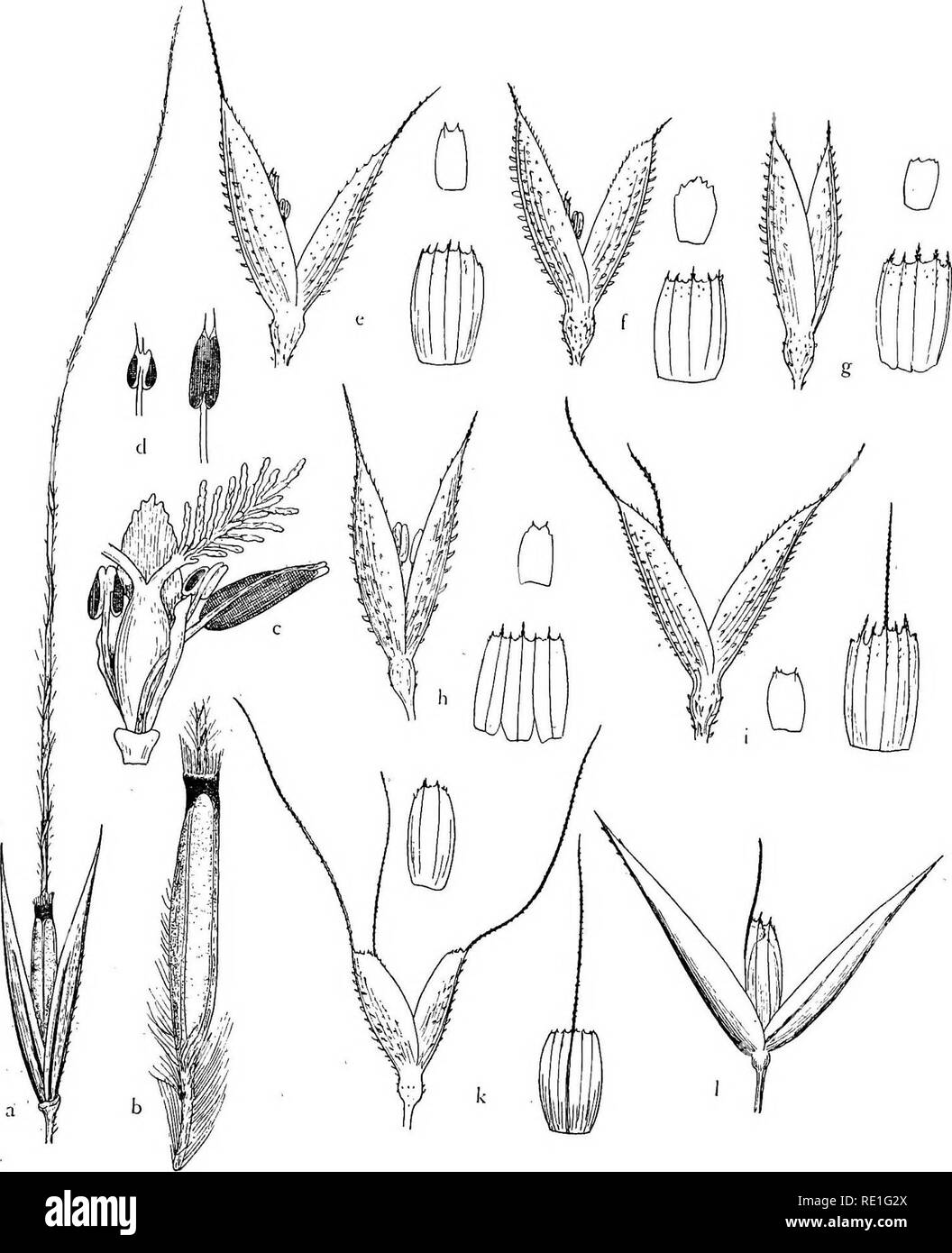 . The phanerogams of the Juan Fernandez Islands. Botany. THE PHANEROGAMS OF THE JOAN FERNANDEZ ISLANDS 99. Fig. i. a—d Stij&gt;a fernandezicuia: a spikelet, X 21; b flowering glume, X 5,&quot; c flower with palea and two lodicules, X 2o; d anthers, X 10. e—i Polypogon imberbis, spikelets, flowering glume and palea: e leg. Reed, f Skottsberg no. 298, g no. 491, h no. 471, i f. aristata no. 1109. k P, crinitus, spikelet, flowering glume and palea. 1 Agrostis masafuerana, spikelet. — e—1 X 10. Podophorus Phil. 4. P. bromoides Phil. — JoiiOW, Estud. 135. Masatierra: GerMain! Discovered by GERMAIN  Stock Photo
