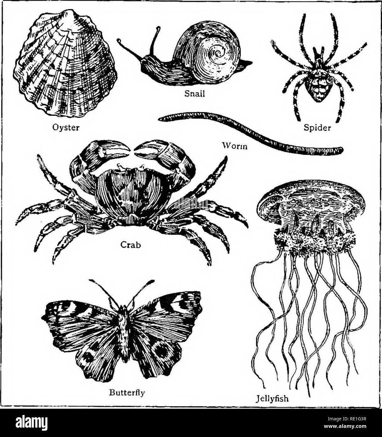 The world of animal life. Zoology. 4 THE WORLD OF ANIMAL LIFE The  Invertebrates are also divided into classes, such as: (i) Molluscs, whose  bodies are soft and enclosed in a
