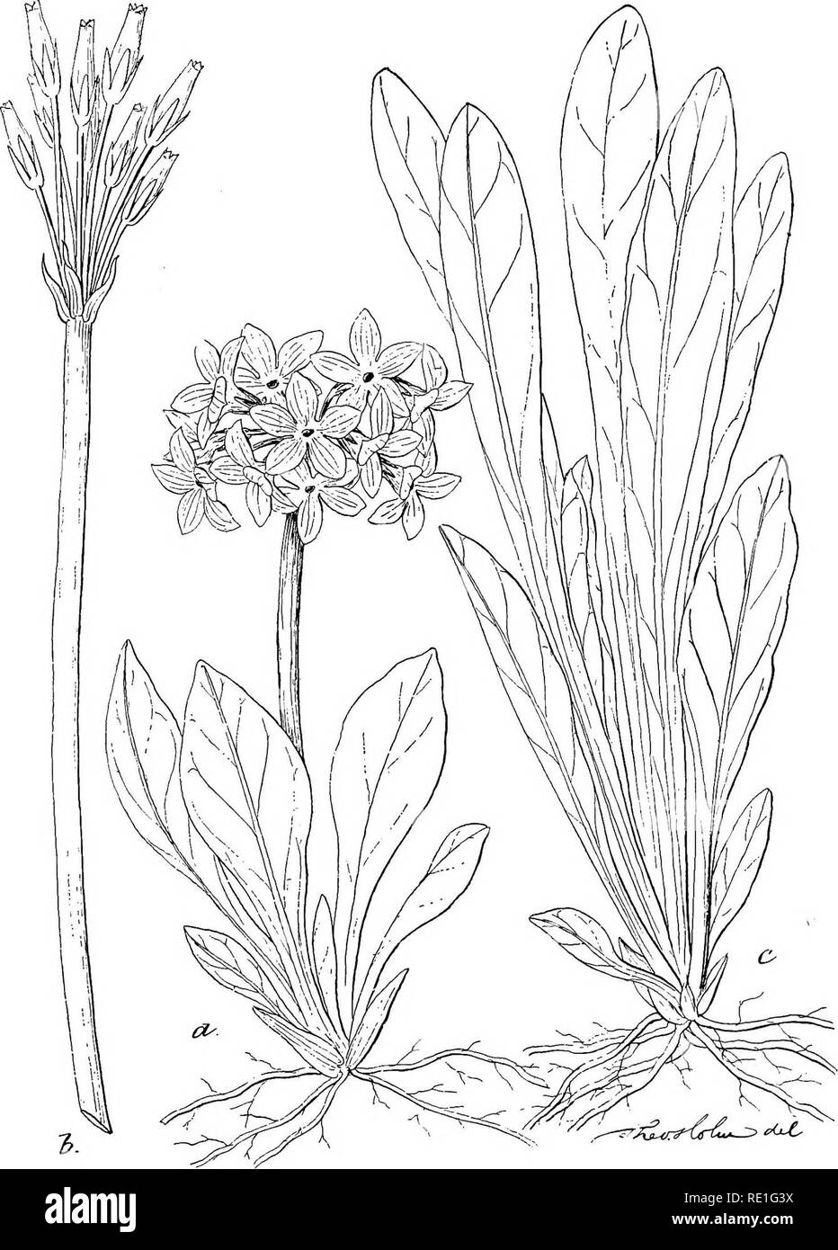 . A list of the plants of the Pribilof Islands, Bering Sea, with notes on their distribution. Botany. Plate XCIII.. PRIMULA MACOUNII Greene. Natural size. a, Flowering specimen. 6, Fruit. c, Vegetative shoot. Drawn by Theo. Holm.. Please note that these images are extracted from scanned page images that may have been digitally enhanced for readability - coloration and appearance of these illustrations may not perfectly resemble the original work.. Macoun, James Melville, 1862-1920; United States. Dept. of the Treasury. Commission on Fur-Seal Investigations. Fur seals and fur-seal islands of th Stock Photo