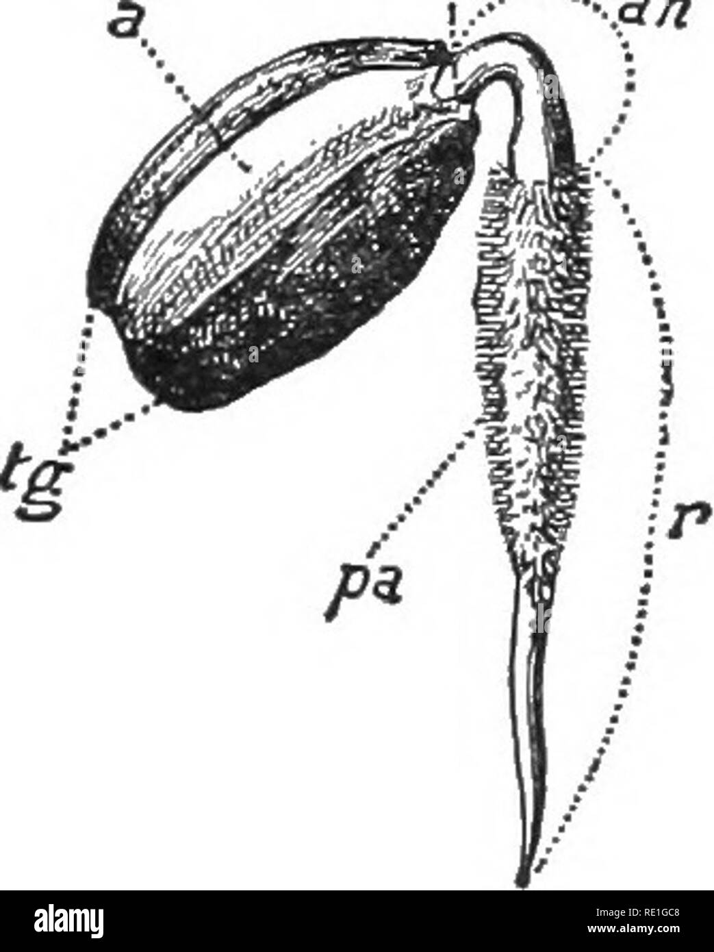 . Elementary plant physiology. Plant physiology. Reproduction and Germination. 41 A number of internodes which have attained but a fraction of their final length may be distinguished near the apex of the stem. What is the fate of the endosperm? (See &quot;Nutrition and metabolism.&quot;) 35. Germination of seeds of Ricinus.âSoak some seeds of the castor-oil plant {Ricinus) in water for a day, then place in moist sawdust or soil. Dissect one of the swelling seeds, and note the form and consistency of the thin, white cotyledons, and the endosperm filled with fatty and proteid re- !,â â .ah. I ah Stock Photo