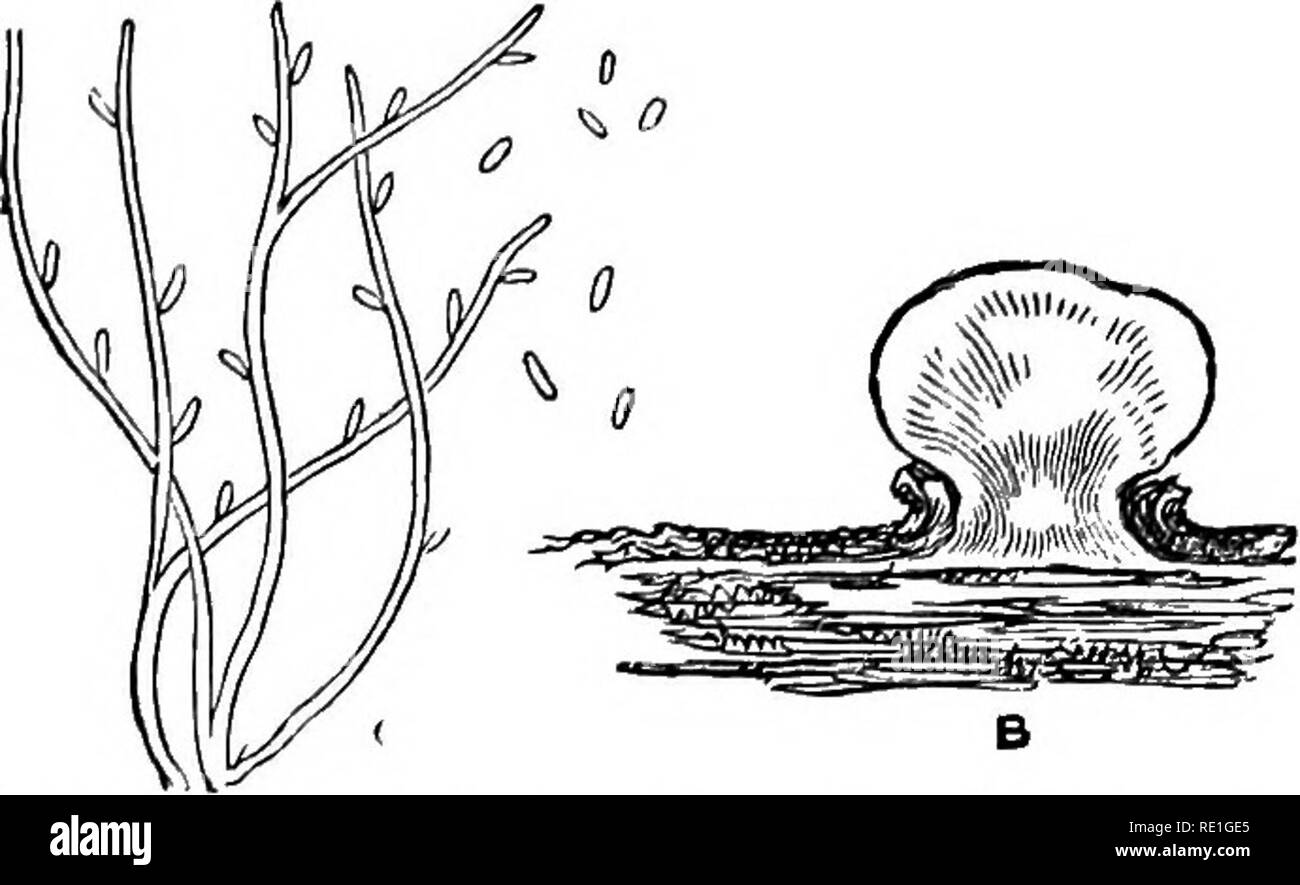 . Fungi; their nature, influence, and uses;. Fungi. 194 FUNGI. will soon be discovered that, instead of being simple rounded, heads, each tubercle is composed of numerous smaller, nearly globose bodies, closely packed together, often compressed, all. Fig. 105.—Section of Tubercularia. c. Tbrende with conidia,* united to a base closely resembling the base of the other tiibercles. If for a moment we look at one of the tubercles near the spot where the crimson tubercles seem to merge into the pink, we shall not only find them particoloured, but that the red points are the identical globose little Stock Photo