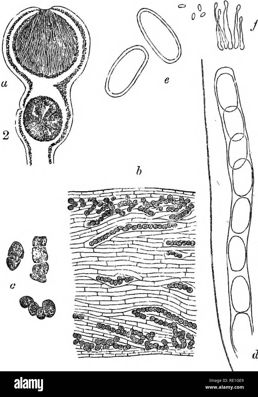 . A monograph of lichens found in Britain; being a descriptive catalogue of the species in the herbarium of the British Museum. Lichens. LICHINA.] LICHINEI. 31 Tribe I. LICHINEI Nyl. Mem. Soc. Cherb. ii. (1854) p. 8; Syn. i. p. 88, Stiz. St. Gall. Nat. Ges. 1876, p. 193. Thallus small, fruticulose or radiato-laciniate, firm or fragile; gonimia elongate - seriately moniliform, suboonnate. Apothecia small, lecanorine, lecideine or sub-biatorine, paraphyses slender or tMckish; spores 8n8e, ellipsoid, simple or septate. Spermogones tuberculose, with simple sterigmata or jointed sterigmata. The pri Stock Photo