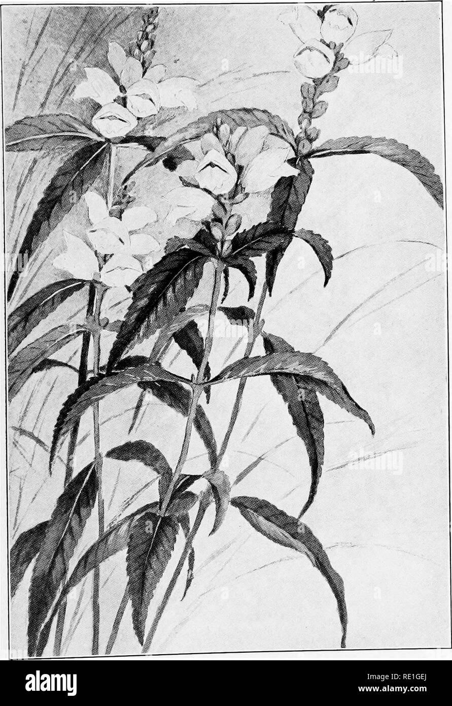 NISSHA BELART コロー複製画