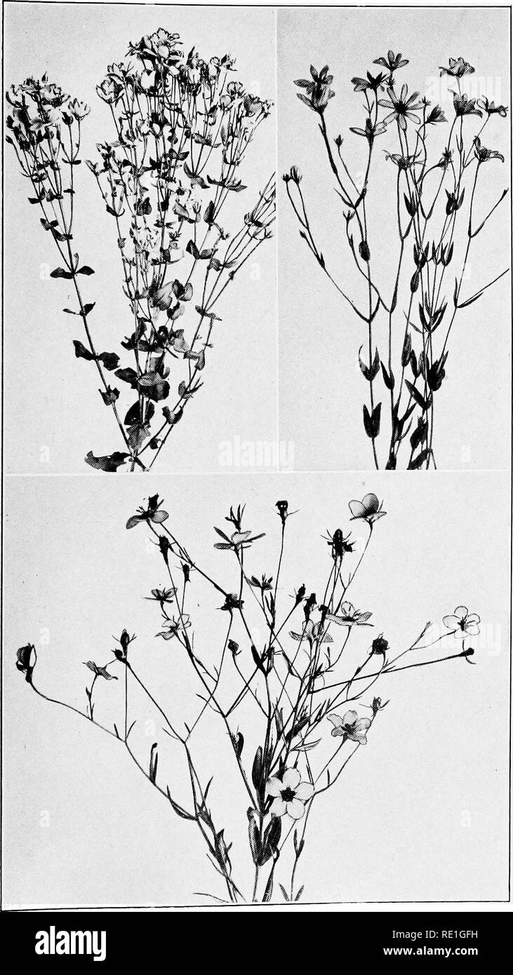 . The plants of Southern New Jersey with especial reference to the flora of the pine barrens and the geographic distribution of the species. Botany. N. J. Plants. PLATE CVI.. Photos by S. Brown. 1 SQUARE-STEMMED CENTAURY. Sabatia angularis. 2. LARGE MARSH CENTAURY. S. dodecandra. 3. SEA PINK. S. stellaris.. Please note that these images are extracted from scanned page images that may have been digitally enhanced for readability - coloration and appearance of these illustrations may not perfectly resemble the original work.. Stone, Witmer, 1866-1939. Trenton, N. J. Stock Photo