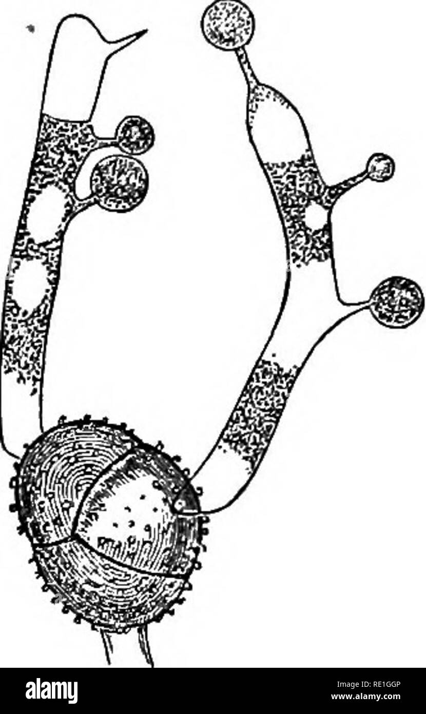 . Fungi; their nature, influence, and uses;. Fungi. PxG. 85,—Geiminating pseudo^pore of Fuccinia Molinice. (Tulasne.) pears. The form of the latter is at first globular, then ellipsoid, and more or less curved. All these phases of vegetation are •accomplished in less than twelve hours, and if the spore is mature and ready for gerriiina- tion, it is sufficient to provoke it by keeping the pseudospores in a humid atmosphere. Daring this process the two cells do not sepa- rate, nor does one commence ger- mination before the other, but both simultaneously. When the sporules are produced, the proto Stock Photo