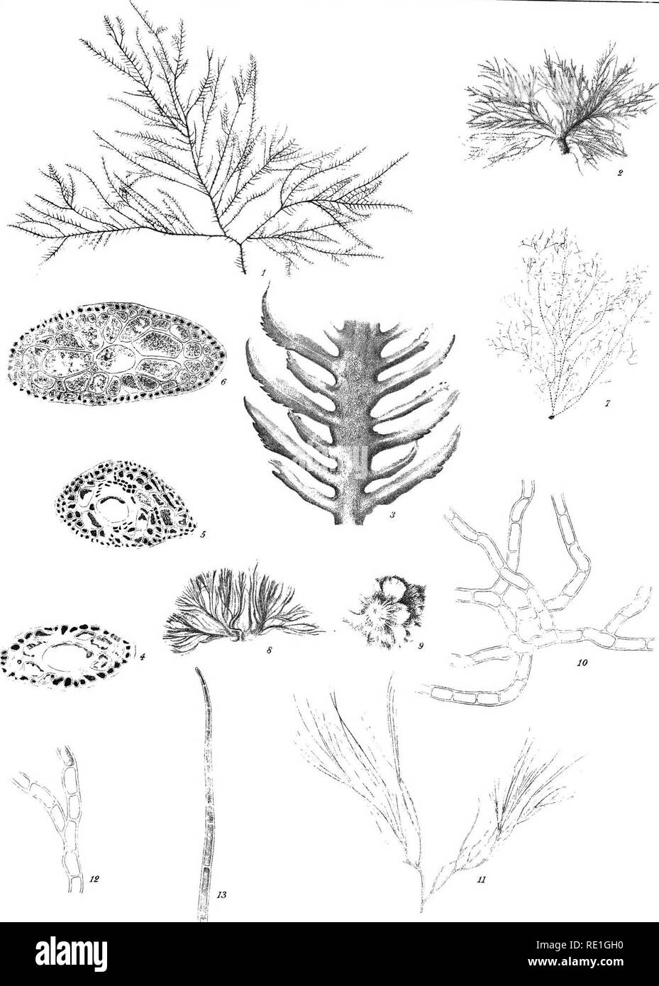 . The algae of the Arctic Sea, a survey of the species, together with an exposition of the general characters and the development of the flora. Algae. K.Veteiisk.Akad.Handl.Bd, 20 N2 5. PL 15. Gumlda Kolthoff et auctor delm. Gen. St;.D Lit 1 Ptilota pectmata f. mtegernma. 2-5 Ptilota pectmata t.litoralis, 6 Ptilota pectmata f.typica 7 Cerammm rubrura f.squarrosa. ' ''n intermedium, 9-13 Rhodochorton Rothii f. globos. Please note that these images are extracted from scanned page images that may have been digitally enhanced for readability - coloration and appearance of these illustrations may n Stock Photo