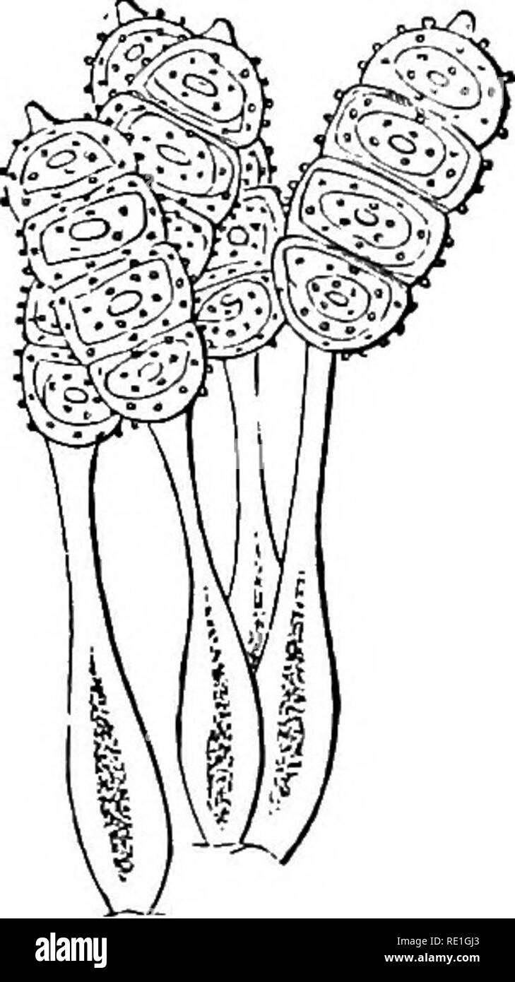 . Fungi; their nature, influence, and uses;. Fungi. Fig. 58.— Pseudospores of Thecaphora hyatina. Fig. 59.—Pseudospores of Puccinia. Fig. 60.—Pseudosjjores of Tri^Uragmium. In the Puccinitsi the distinctiye features of the genera are based upon the more or less complex nature of the pseudospores, which. Fig. 61.—Pseudospores of Phragmidium. butbosuiii. Fig. 62.—Melampaora salicina. (Winter fruit.) are bilocular in Puccinia, trilocular in TripJiragmium, multilocular in Phragmidium, &amp;c. In the curious genus Podisoma the septate. Please note that these images are extracted from scanned page i Stock Photo