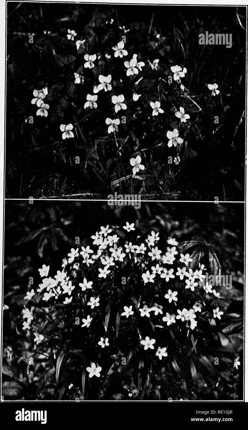 . The plants of Southern New Jersey with especial reference to the flora of the pine barrens and the geographic distribution of the species. Botany. N. J. Plants. PLATE LXXXIV.. Photos by B. I/Ong. 1. BLUE MARSH VIOLET. Viola cucullata. 2. SPRING BEAUTY. Claytonla virginica.. Please note that these images are extracted from scanned page images that may have been digitally enhanced for readability - coloration and appearance of these illustrations may not perfectly resemble the original work.. Stone, Witmer, 1866-1939. Trenton, N. J. Stock Photo