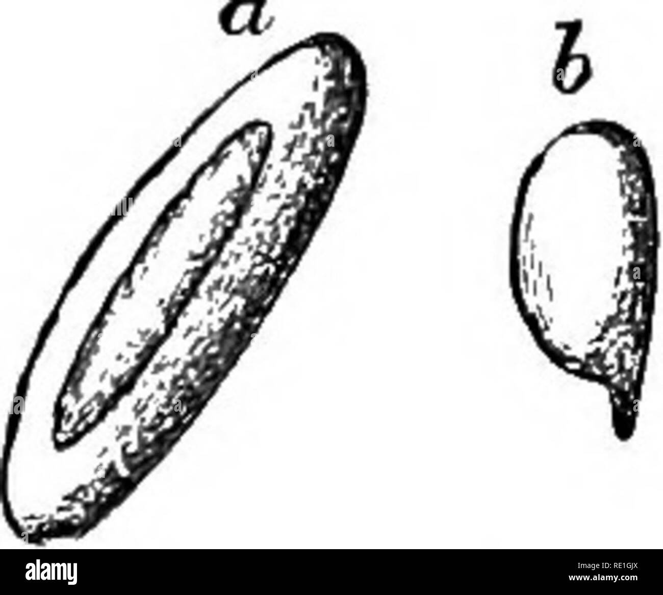 . Fungi; their nature, influence, and uses;. Fungi. 122 FUNGI. tions which the form and colour of the spores undergo in dif- ferent species, as this has already been alluded to. The spores. ^(h m Via. 46*.—(a) Spore of GompMdiua Fig. 47.—Spores of (a) Pohjxiarv.t casing ; viscidus; (6) spuro of Coprinus micaceus. {b) Boletus j^arasiticus ; (c) Hydnv/m, in the Polyporei, Hydnei, &amp;c., are less variable, of a similar character, as in all the Symenomycetes, except perhaps the Tremellini. When an Agaric is mature, if the stem is cut off close to the gills, and the pileus inverted, -with the gil Stock Photo