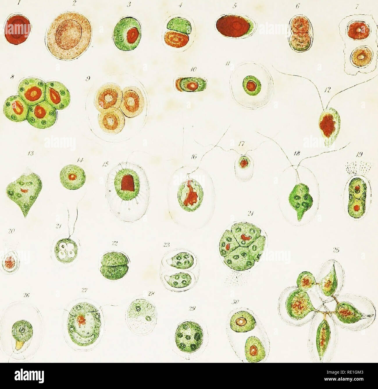 M braun hi-res stock photography and images - Page 10 - Alamy