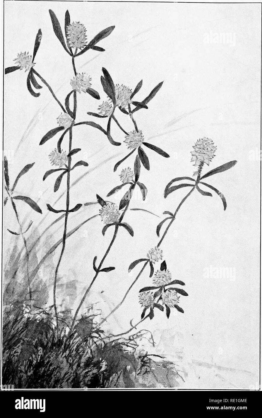 . The plants of Southern New Jersey with especial reference to the flora of the pine barrens and the geographic distribution of the species. Botany. N. J. Plants. PLATE LXXIII.. From Painting by H. K. Stone. CROSS-LEAVED MILKWORT. Polygala cruciata.. Please note that these images are extracted from scanned page images that may have been digitally enhanced for readability - coloration and appearance of these illustrations may not perfectly resemble the original work.. Stone, Witmer, 1866-1939. Trenton, N. J. Stock Photo