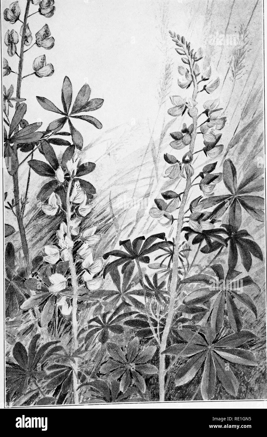 . The plants of Southern New Jersey with especial reference to the flora of the pine barrens and the geographic distribution of the species. Botany. N. J. Plants. PLATE LXIX.. From Painting by H. E. Stone. LUPINE. Lupinus perennis. -. Please note that these images are extracted from scanned page images that may have been digitally enhanced for readability - coloration and appearance of these illustrations may not perfectly resemble the original work.. Stone, Witmer, 1866-1939. Trenton, N. J. Stock Photo