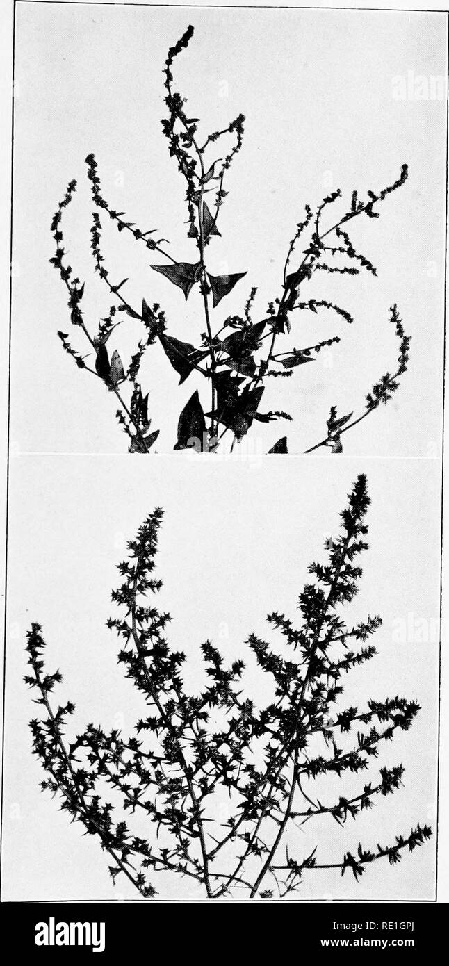 . The plants of Southern New Jersey with especial reference to the flora of the pine barrens and the geographic distribution of the species. Botany. N. J. Plants. PLATE LVIt.. Photos by S. Brown. 1. HALBERT-LEAVED ORACHE. Atriplex hastata. 2. SALTWORT. Salsola kali.. Please note that these images are extracted from scanned page images that may have been digitally enhanced for readability - coloration and appearance of these illustrations may not perfectly resemble the original work.. Stone, Witmer, 1866-1939. Trenton, N. J. Stock Photo