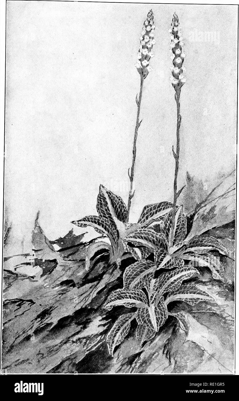 . The plants of Southern New Jersey with especial reference to the flora of the pine barrens and the geographic distribution of the species. Botany. N. J. Plants. PLATE L.. From Painting by H. E. Stone. RATTLESNAKE PLANTAIN. Peramium pubescens.. Please note that these images are extracted from scanned page images that may have been digitally enhanced for readability - coloration and appearance of these illustrations may not perfectly resemble the original work.. Stone, Witmer, 1866-1939. Trenton, N. J. Stock Photo