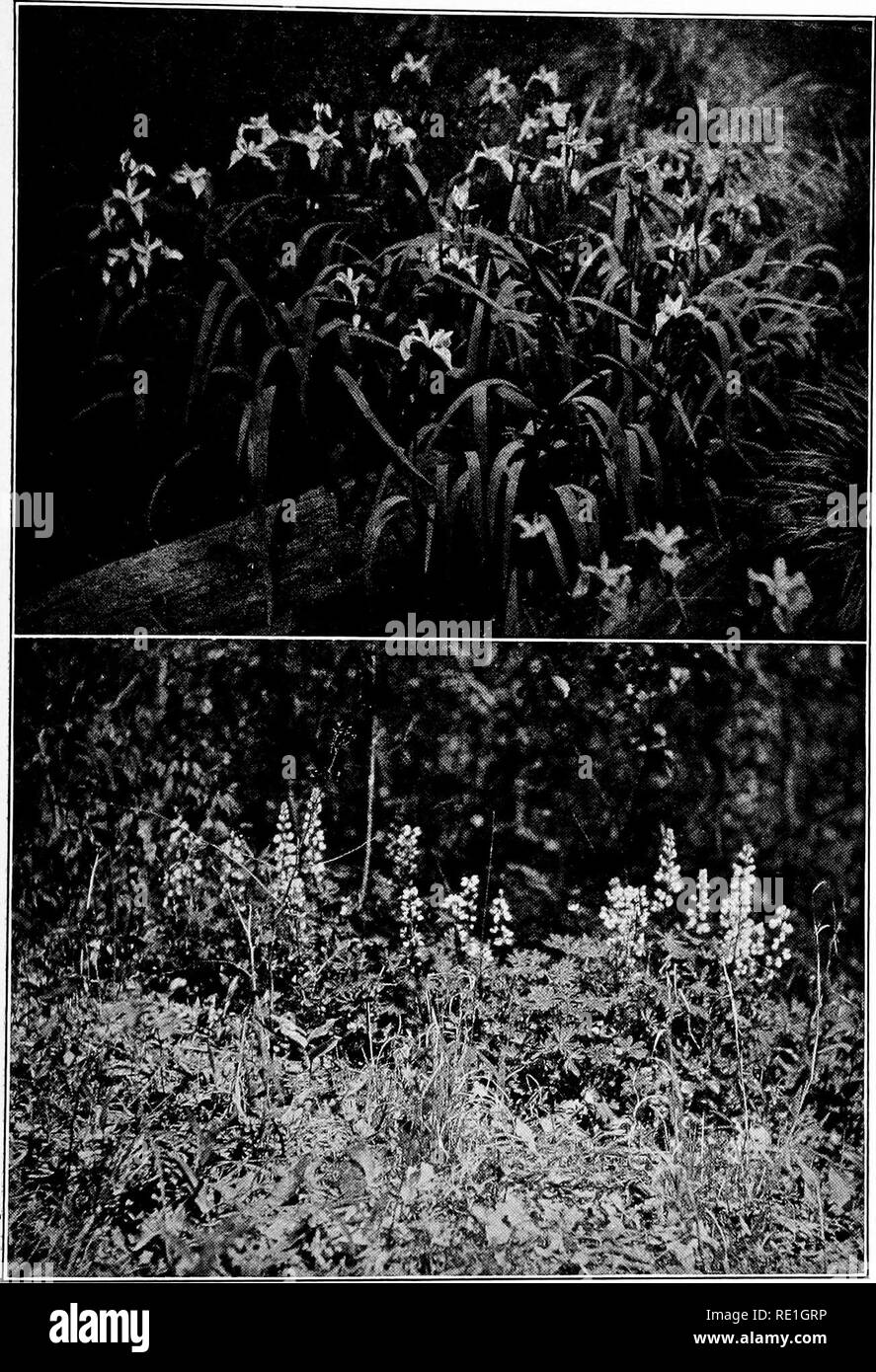 . The plants of Southern New Jersey with especial reference to the flora of the pine barrens and the geographic distribution of the species. Botany. N. J. Plants. PLATE XXXVII.. Photos by B. Long. 1. BLUE FLAG. Iris versicolor. 2. BLUE LUPINE. Lupinus perennis.. Please note that these images are extracted from scanned page images that may have been digitally enhanced for readability - coloration and appearance of these illustrations may not perfectly resemble the original work.. Stone, Witmer, 1866-1939. Trenton, N. J. Stock Photo