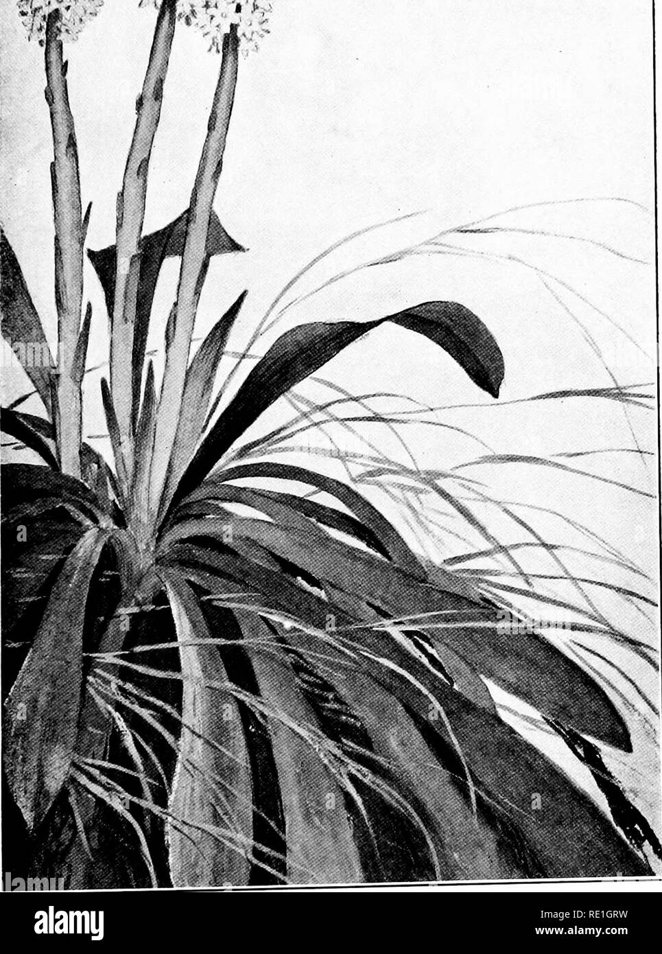 The Plants Of Southern New Jersey With Especial Reference To The Flora Of The Pine Barrens And The Geographic Distribution Of The Species Botany N J Plants Plate Xxxvi T Quot X From