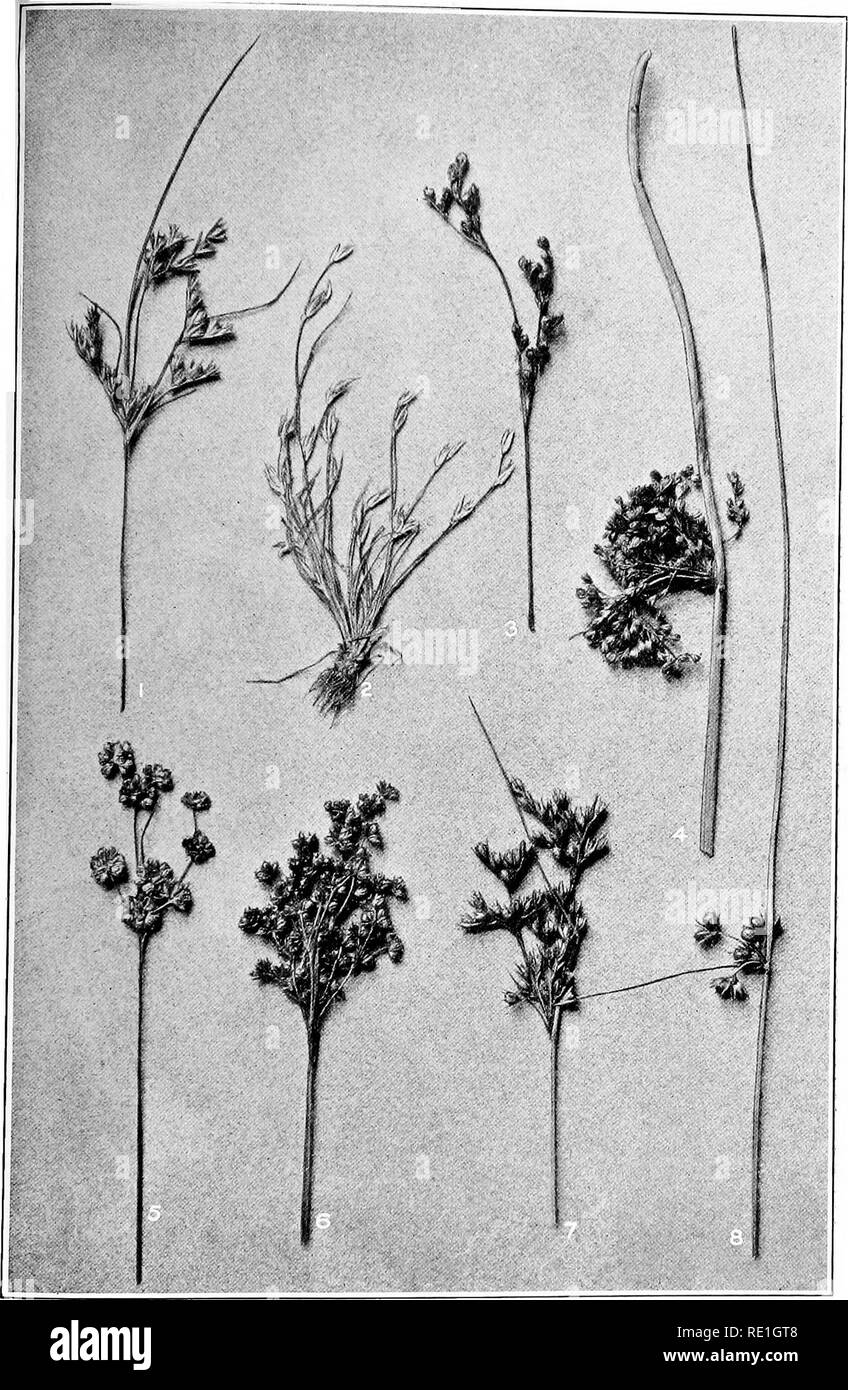 . The plants of Southern New Jersey with especial reference to the flora of the pine barrens and the geographic distribution of the species. Botany. TTT-TTa FbATE XXXI.. Original Photo. 1. Juncus tenuis. 2. J. buffonius. 3. J. ger&lt;ardi. RUSHES. 4. J. effusLis. 5. J. margir.atus. 6. J. aristulatus. Nat. 7. J. dichotomus. 8. J. setaceus.. Please note that these images are extracted from scanned page images that may have been digitally enhanced for readability - coloration and appearance of these illustrations may not perfectly resemble the original work.. Stone, Witmer, 1866-1939. Trenton, N. Stock Photo