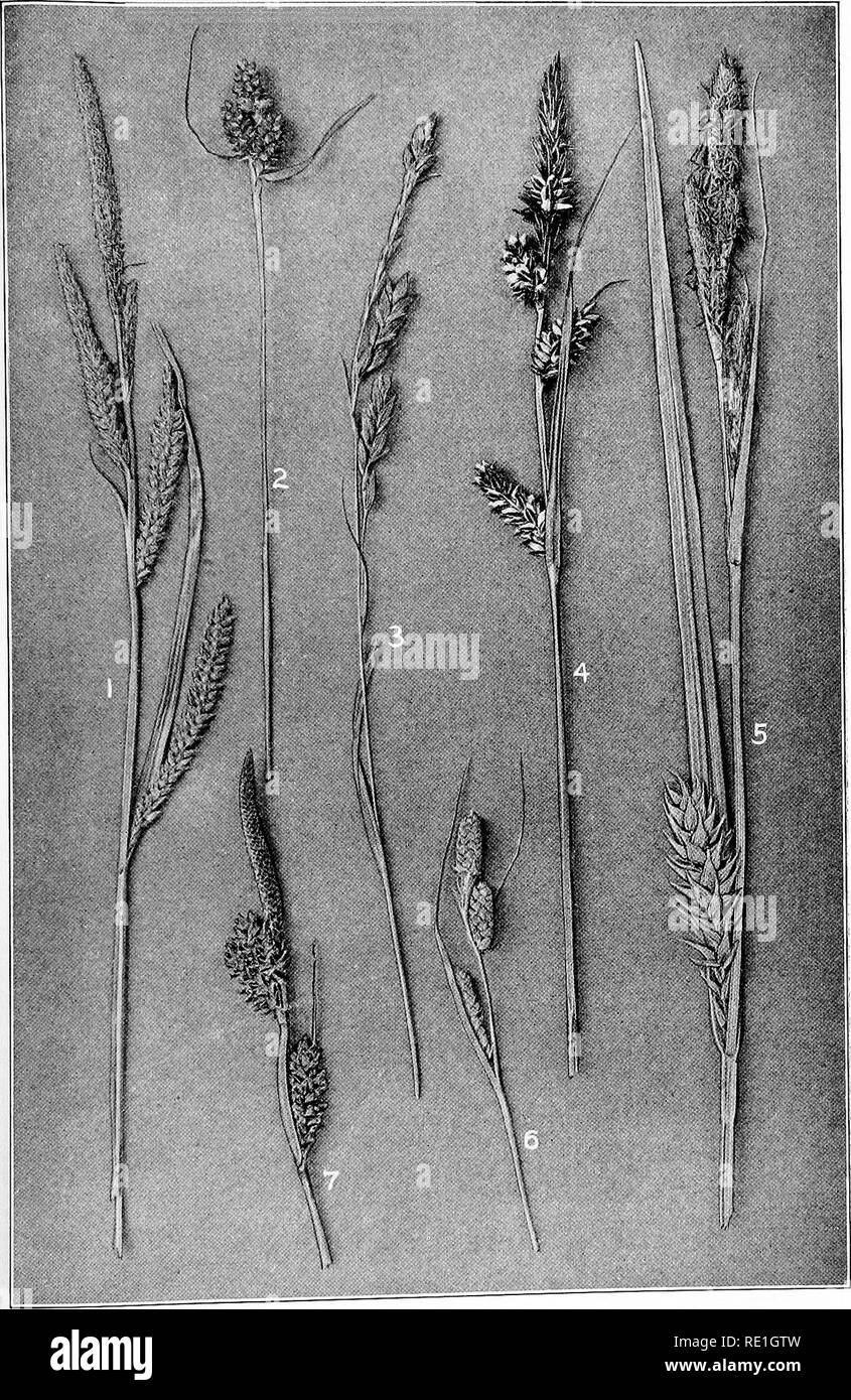 . The plants of Southern New Jersey with especial reference to the flora of the pine barrens and the geographic distribution of the species. Botany. N. J. -Plants PLATE XXV.. Original Plioto. 1. Carex stricta. 2. C. triceps. 3. C. oblita. SEDGES. 4. C. buxbaumii. 5. C. trichocarpa. 6. C. swanii 7. C. vestita.. Please note that these images are extracted from scanned page images that may have been digitally enhanced for readability - coloration and appearance of these illustrations may not perfectly resemble the original work.. Stone, Witmer, 1866-1939. Trenton, N. J. Stock Photo
