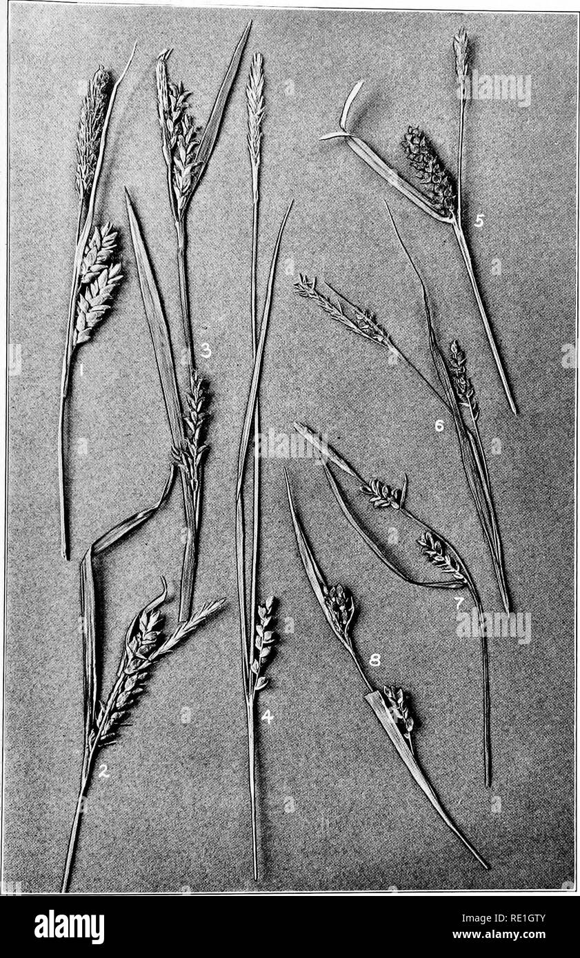 2 Carex Black And White Stock Photos Images Alamy