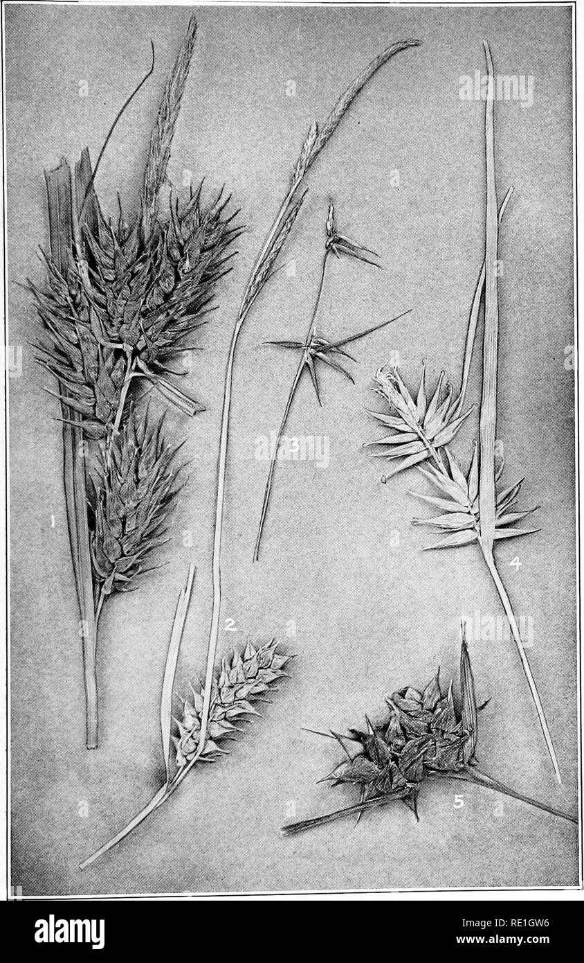 . The plants of Southern New Jersey with especial reference to the flora of the pine barrens and the geographic distribution of the species. Botany. TSr. J. Plant PLATE XXII.. Original Photo. Nat. size. SEDGES. 1. Carex lupulina. 2. C. bullata. 3. C. collinsii. 4. C. folliculata. 5. C. intumescens.. Please note that these images are extracted from scanned page images that may have been digitally enhanced for readability - coloration and appearance of these illustrations may not perfectly resemble the original work.. Stone, Witmer, 1866-1939. Trenton, N. J. Stock Photo