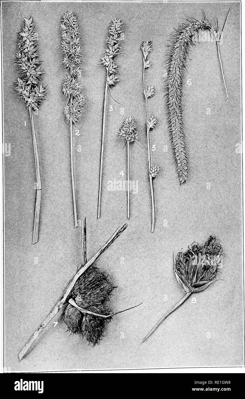 . The plants of Southern New Jersey with especial reference to the flora of the pine barrens and the geographic distribution of the species. Botany. N. J. Plants. PLATE XXI.. Nat. size. Original Photo. 1. Carex stipata. 2. C. vulpinoidea. 3. C. muhlenbergii. 4 r. neohalophora. SEDGES. 5. C. canescens disjuncta. 6. C. crinita. 7. Scirous robustus. 8. S. fliiviatilis (portion only).. Please note that these images are extracted from scanned page images that may have been digitally enhanced for readability - coloration and appearance of these illustrations may not perfectly resemble the original w Stock Photo
