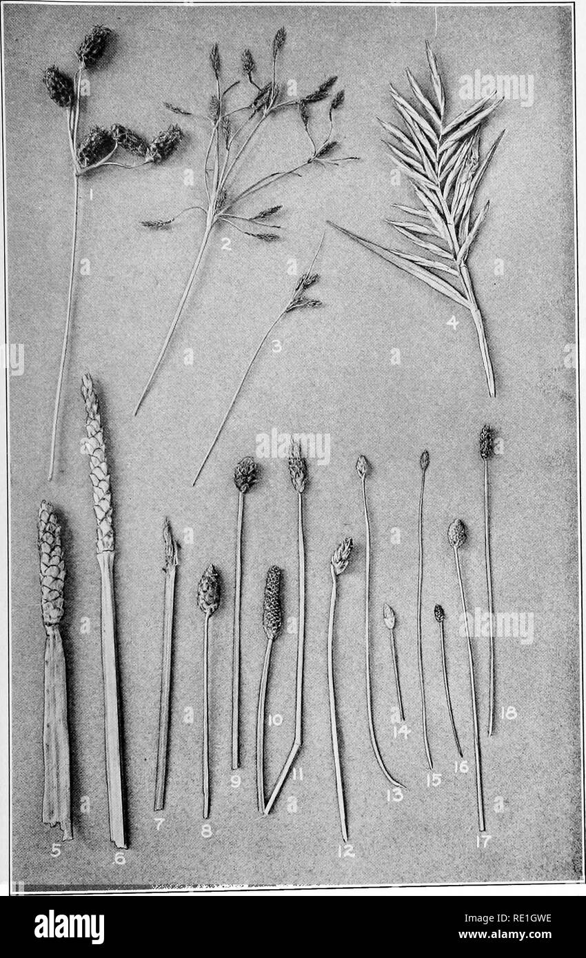. The plants of Southern New Jersey with especial reference to the flora of the pine barrens and the geographic distribution of the species. Botany. N. J. Plants. PLATE XVII.. Original Photo. Nat. size. SEDGES AND SPIKE-RUSHES. B &gt;.„„oi;c. .. 'itpnonhvlis caoillacea; 4. Dulichium arundinaceum; I. Fimbristylis castaneus; 2. F. autumna is 3- btenophyl.s capugc , 4 ^ melanocarpa; S. Eleocharis interstincta; 6 E. 5&quot;^d?&quot;S&quot;'^i^V7- E- «bbmsiu »^ 1- ^^^^ ^^ ^ ^^j^„. ?o. E. trichostata; ii. E. k1^&quot;«&quot;!&quot;='.'% F ?enuis laris; 16. E- torreyana; 17. E. obtusa; 18. E. tenuis. Stock Photo