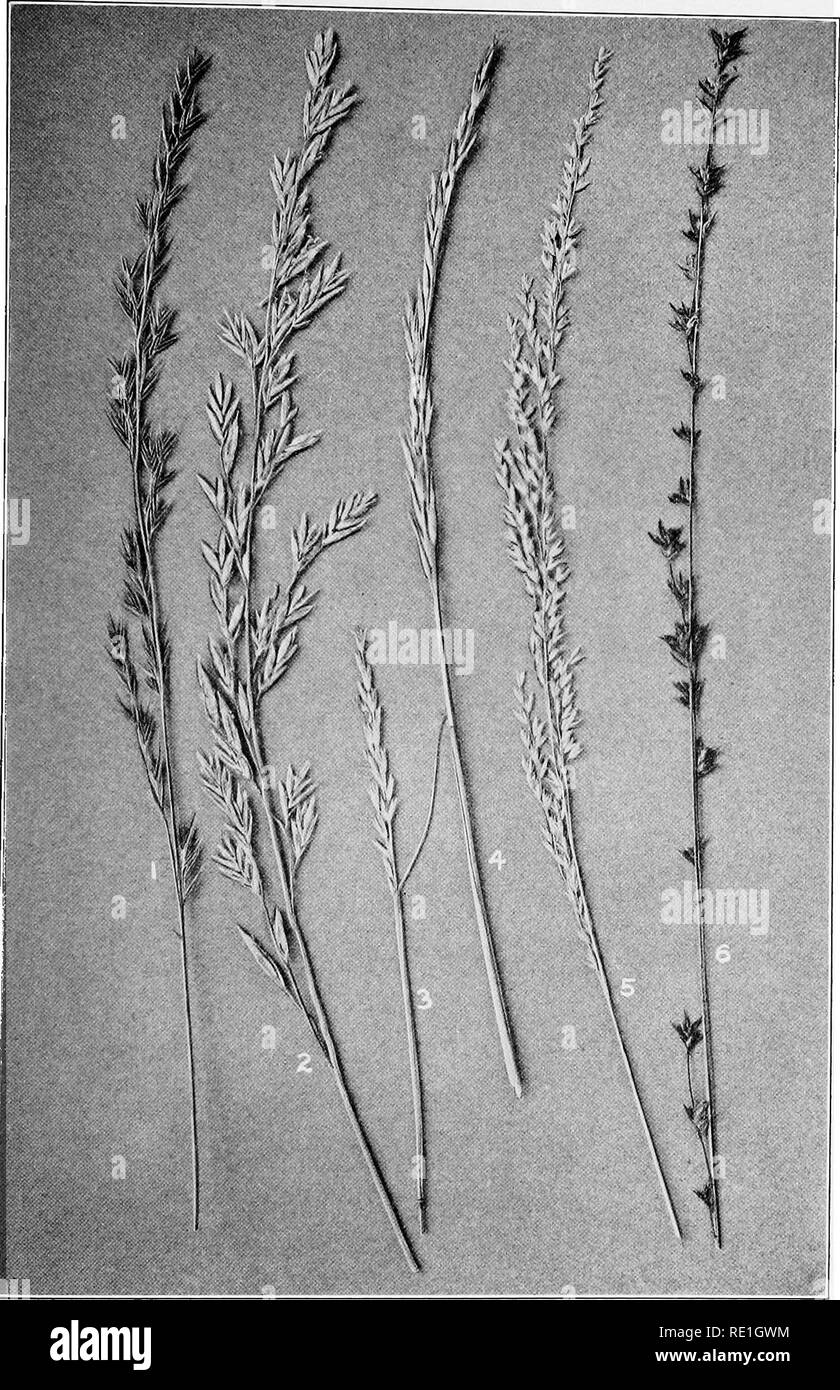 . The plants of Southern New Jersey with especial reference to the flora of the pine barrens and the geographic distribution of the species. Botany. N. J. Pf PLATE XIV.. Original Photo. GRASSES. 1. Festuca octoflora. 4. S. clandestinus. 2. F. elatior. 5. Sphenopholis pallens. 3. Sporobolus vaginseflorus. 6. Uniola laxa. Nat. size.. Please note that these images are extracted from scanned page images that may have been digitally enhanced for readability - coloration and appearance of these illustrations may not perfectly resemble the original work.. Stone, Witmer, 1866-1939. Trenton, N. J. Stock Photo