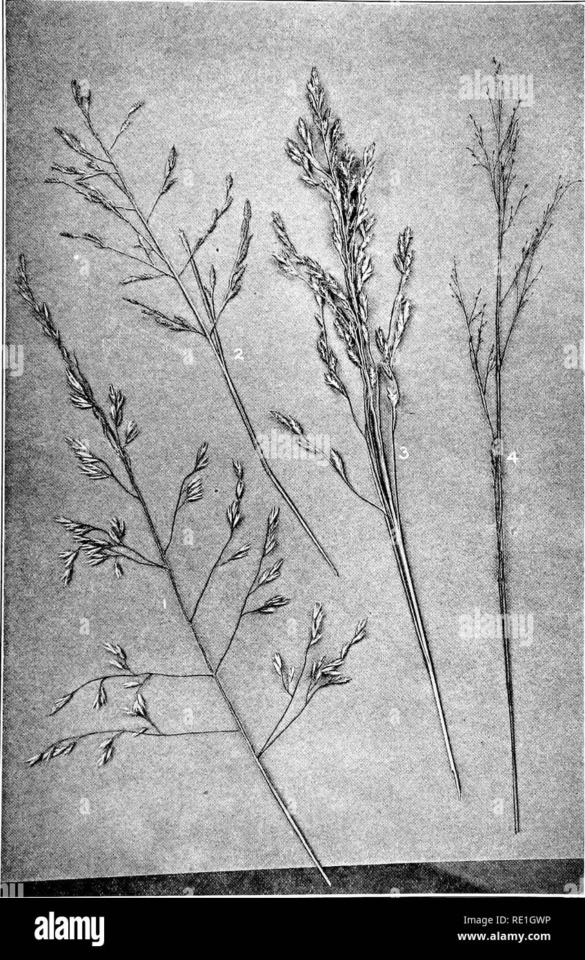 . The plants of Southern New Jersey with especial reference to the flora of the pine barrens and the geographic distribution of the species. Botany. N. J. Plants. PLATE XIII.. Original Photo, GRASSES. 1. Calamovilfa brevipilis. 3. Tridens flavus. 2. Er'agrostis pilosa. 4. Sporobolus serotinus. X.7.. Please note that these images are extracted from scanned page images that may have been digitally enhanced for readability - coloration and appearance of these illustrations may not perfectly resemble the original work.. Stone, Witmer, 1866-1939. Trenton, N. J. Stock Photo