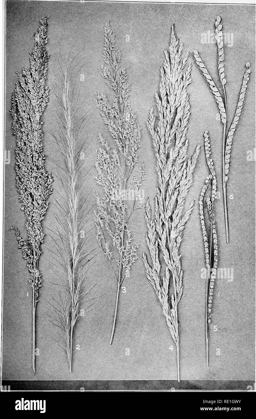 . The plants of Southern New Jersey with especial reference to the flora of the pine barrens and the geographic distribution of the species. Botany. N. J. Plaww! PLATE XII.. Original Photo. 1. Panicum condensum. 2. Aristida purpurascens. 3. Agrostis alba. GRASSES. 4. Cinna arundinacea. 5. Paspalum laeve angustifolium. 6. P. glabratum.. Please note that these images are extracted from scanned page images that may have been digitally enhanced for readability - coloration and appearance of these illustrations may not perfectly resemble the original work.. Stone, Witmer, 1866-1939. Trenton, N. J. Stock Photo