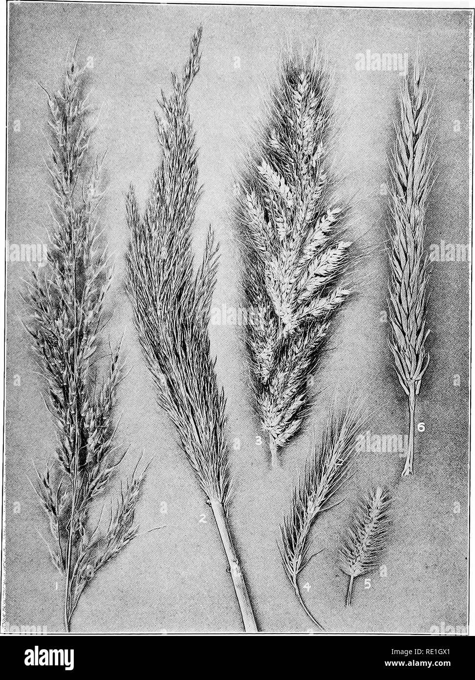 . The plants of Southern New Jersey with especial reference to the flora of the pine barrens and the geographic distribution of the species. Botany. N. J. Plants. PLATE XI.. Original Photo. GRASSES. 1. Sorghastrum nutans. 4. Elymus striatus. 2. Phragmites phragmites. 5. Chaetocloa imberbis. 3. Echinocloa walteri. 6. Elymus virginicus.. Please note that these images are extracted from scanned page images that may have been digitally enhanced for readability - coloration and appearance of these illustrations may not perfectly resemble the original work.. Stone, Witmer, 1866-1939. Trenton, N. J. Stock Photo