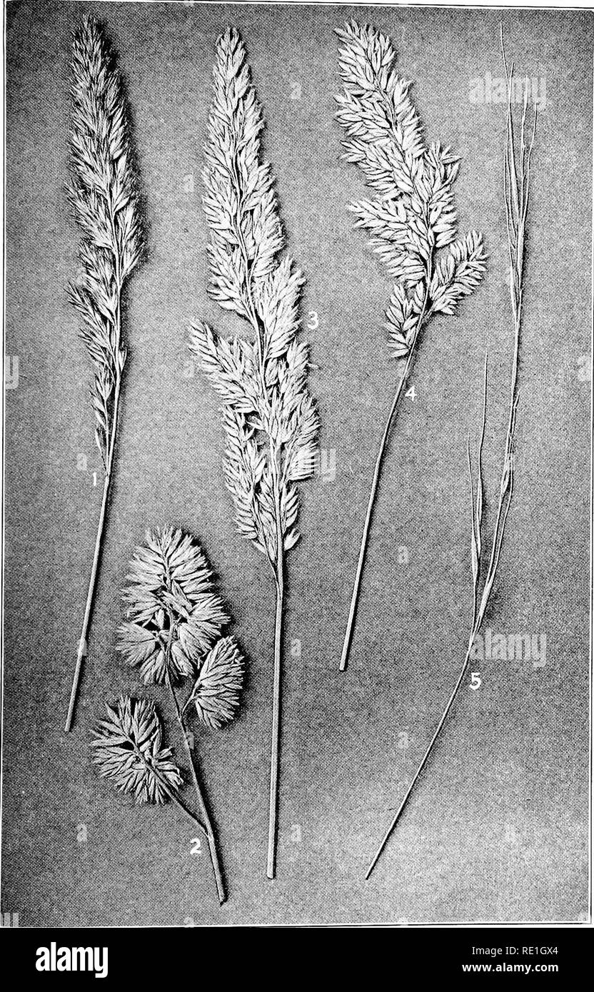 . The plants of Southern New Jersey with especial reference to the flora of the pine barrens and the geographic distribution of the species. Botany. N. J. Plai PLATE X.. Original Plioto. Nat. size. GRASSES. 1. Calamagrostis cinnoides. 3. Phalaris arundinacea. 5. Brachyelytrum erectum. 2. Dactylis glomeratus. 4. Holcus lanatus.. Please note that these images are extracted from scanned page images that may have been digitally enhanced for readability - coloration and appearance of these illustrations may not perfectly resemble the original work.. Stone, Witmer, 1866-1939. Trenton, N. J. Stock Photo