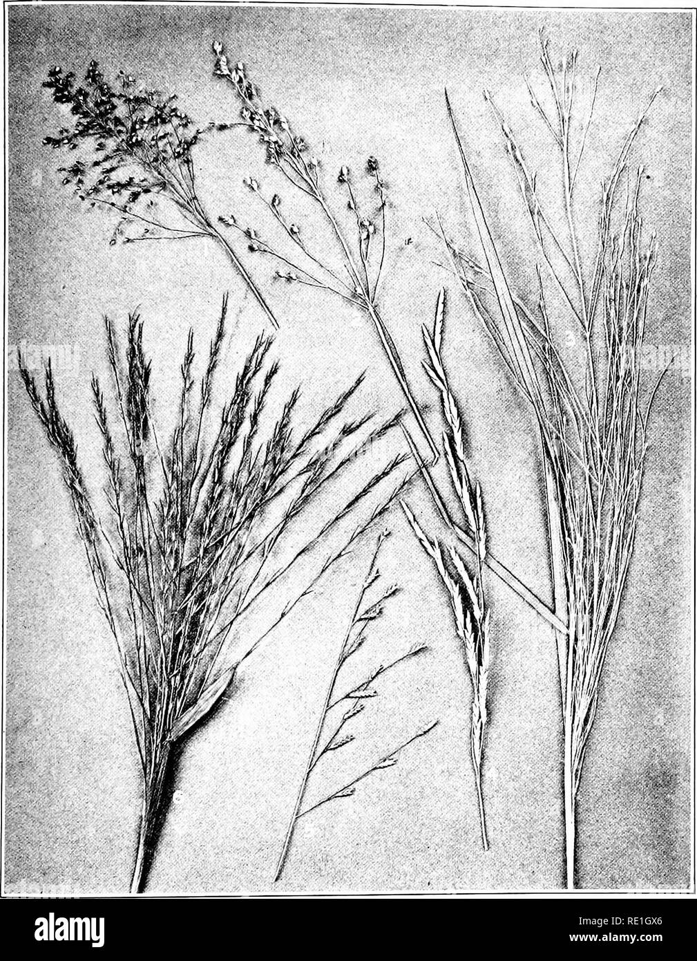 . The plants of Southern New Jersey with especial reference to the flora of the pine barrens and the geographic distribution of the species. Botany. N. J. Plants. PLATE IX.. Original Plioto. 1. Panicum dichotomum. 2. P. virgatum (part of panicle). 3. P. capillare. GRASSES. X.6. 4. Panicularia septentrionalis. 5. Eragrostis pectinacea (part of panicle). 6. Gymnopogon ambiguus.. Please note that these images are extracted from scanned page images that may have been digitally enhanced for readability - coloration and appearance of these illustrations may not perfectly resemble the original work.. Stock Photo