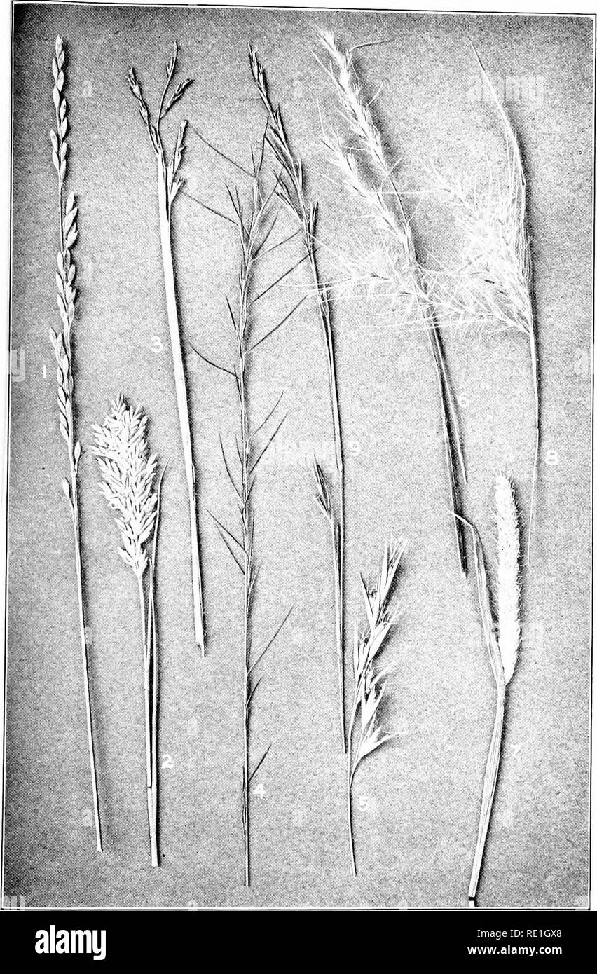 . The plants of Southern New Jersey with especial reference to the flora of the pine barrens and the geographic distribution of the species. Botany. N. J. Plants. PLATE VIII.. Original Photo. GRASSES. 1. Amphicarpon amphicarpon. 4. Aristida gracilis. 2. Distychlis spicata. 5. Danthonia spicata. 3. Triplasis purpurea. 6. Andropogon scoparlus. Nat. size. 7. Alopecurus geniculatus. 8. Andropogon virginicus. 9. Aristida dichotoma.. Please note that these images are extracted from scanned page images that may have been digitally enhanced for readability - coloration and appearance of these illustra Stock Photo